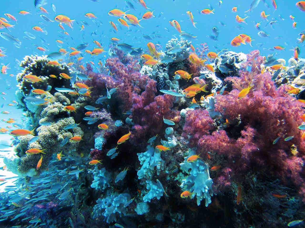 ecosistemi vegetali oceani