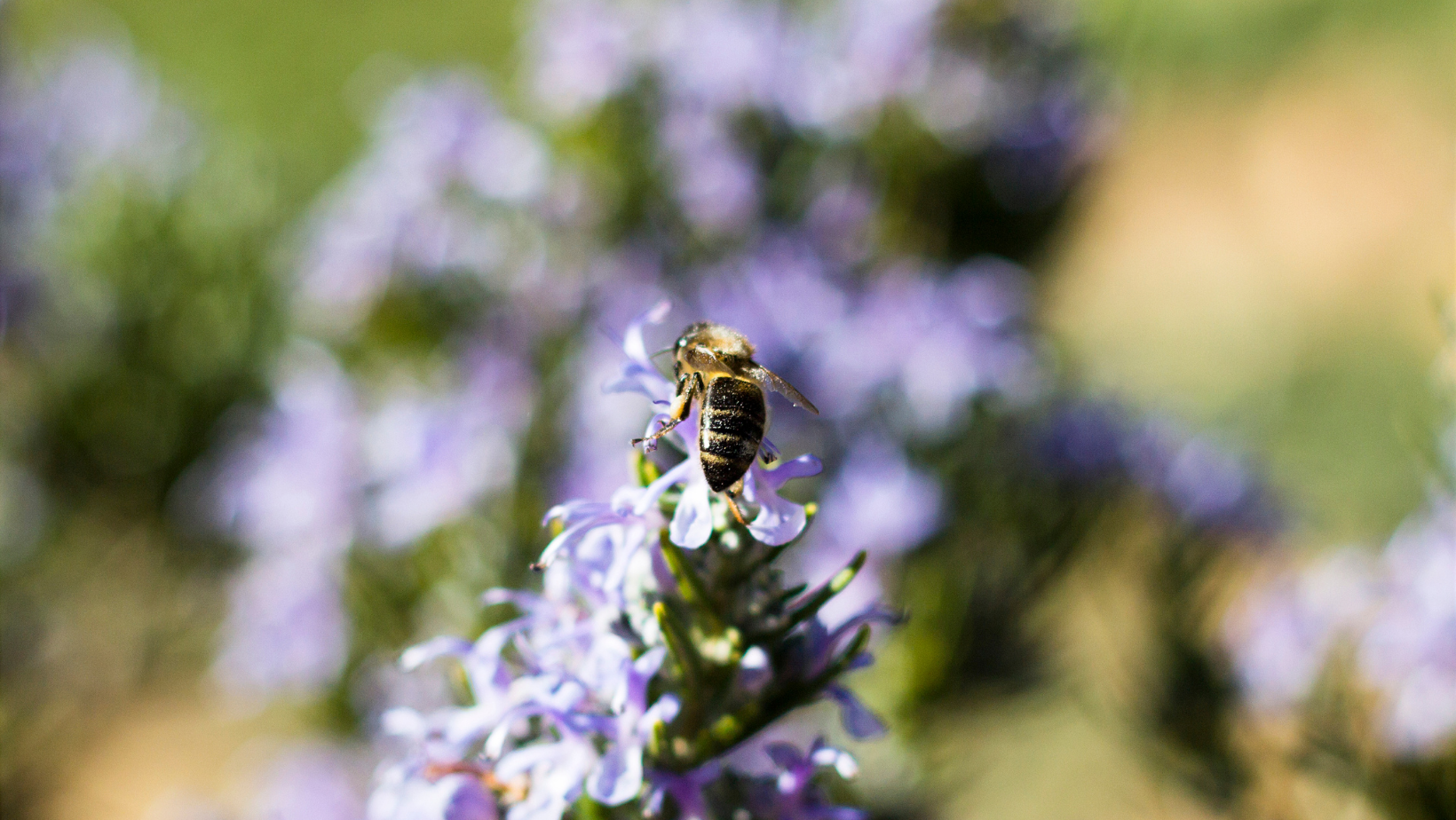 Wie kann man Bienen mit nektarhaltigen Pflanzen helfen?
