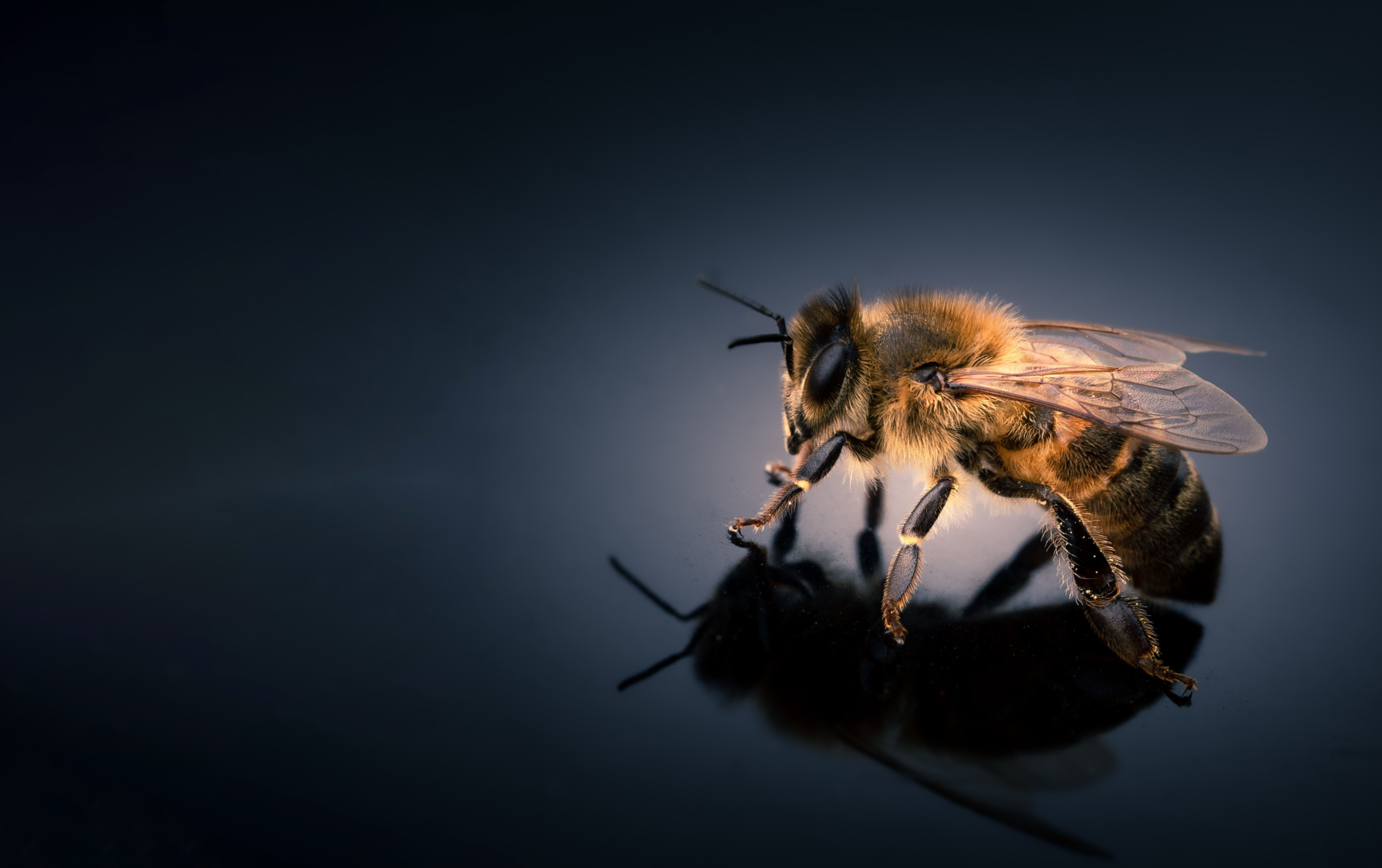 L'ape mellifera, africana e africanizzata: 5 cose da sapere