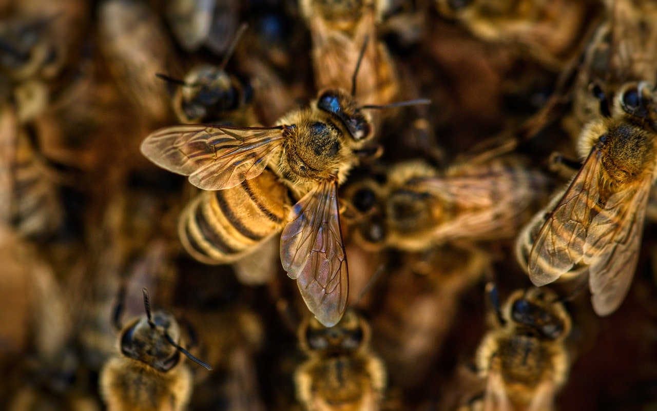Überwachungssysteme für Bienenstöcke: Waagen und Hive-Tech 2.