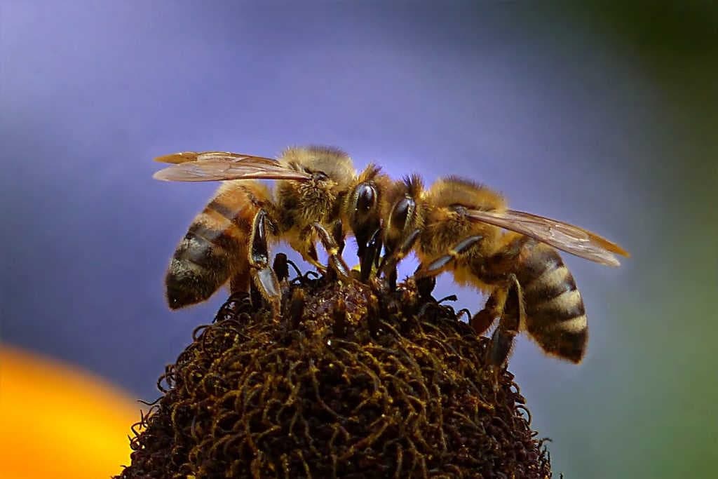 The 5 Good Reasons To Give A Beehive On Valentine's Day