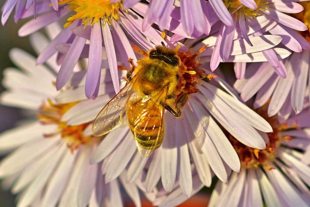 Obiettivi della Giornata mondiale delle api