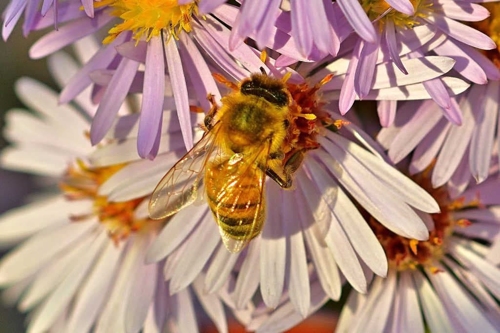 Goals of World Bee Day