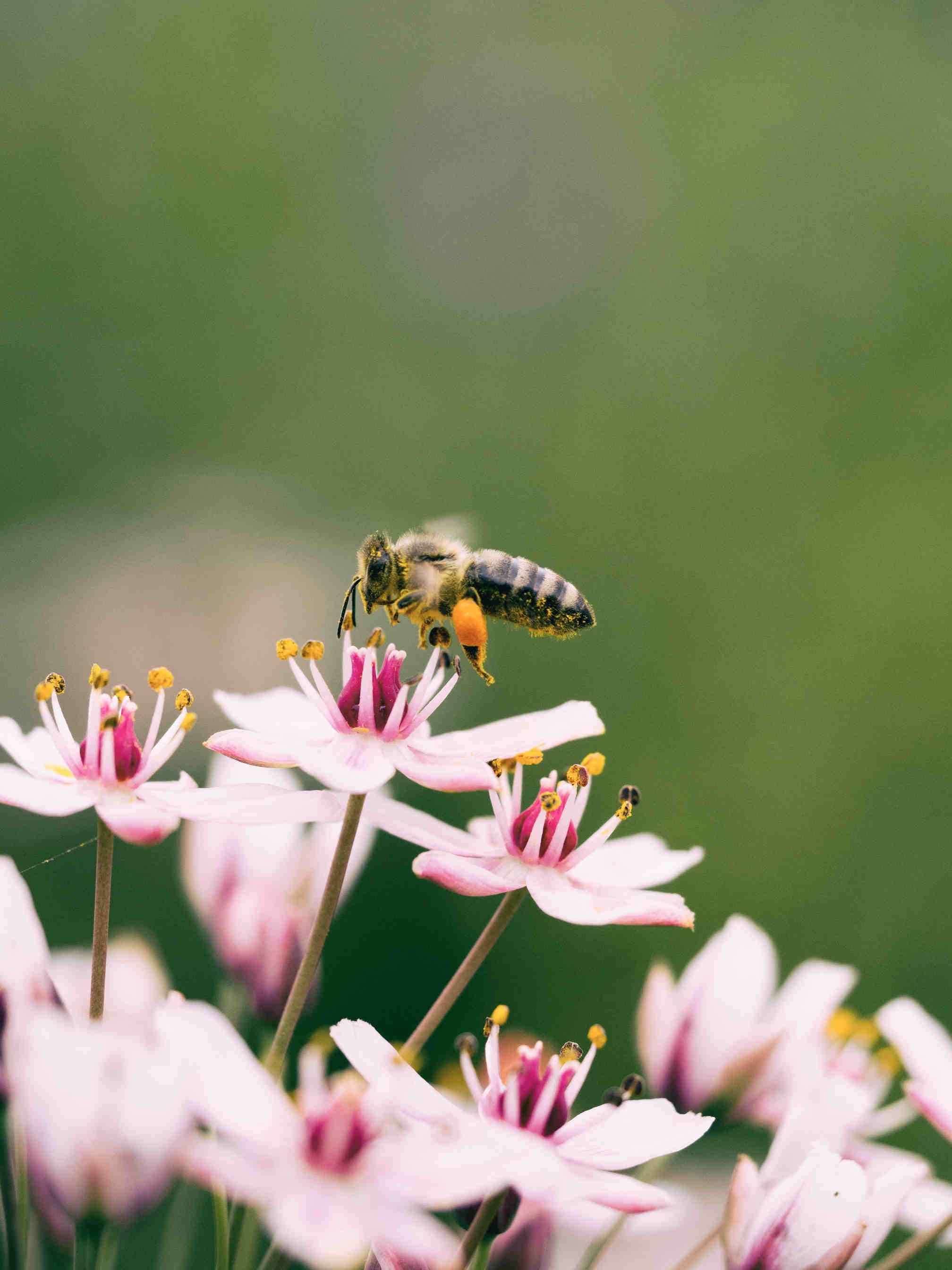 Qu'est-ce qu'une plante nectarifère ?