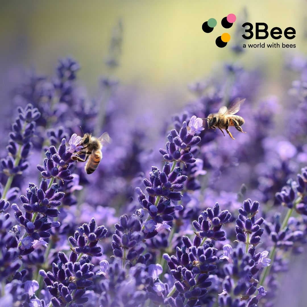 Gli obiettivi di 3Bee