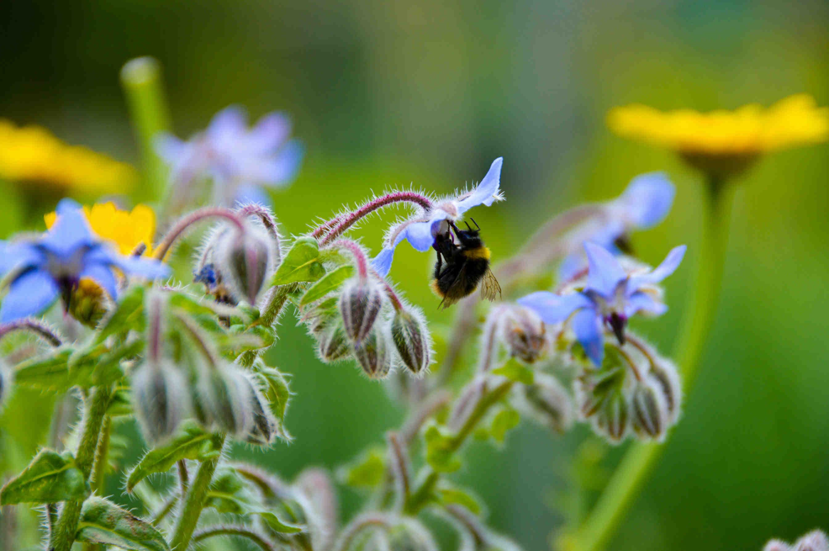 3bee-blog-5-dicembre-storia-della-giornata-mondiale-del-suolo