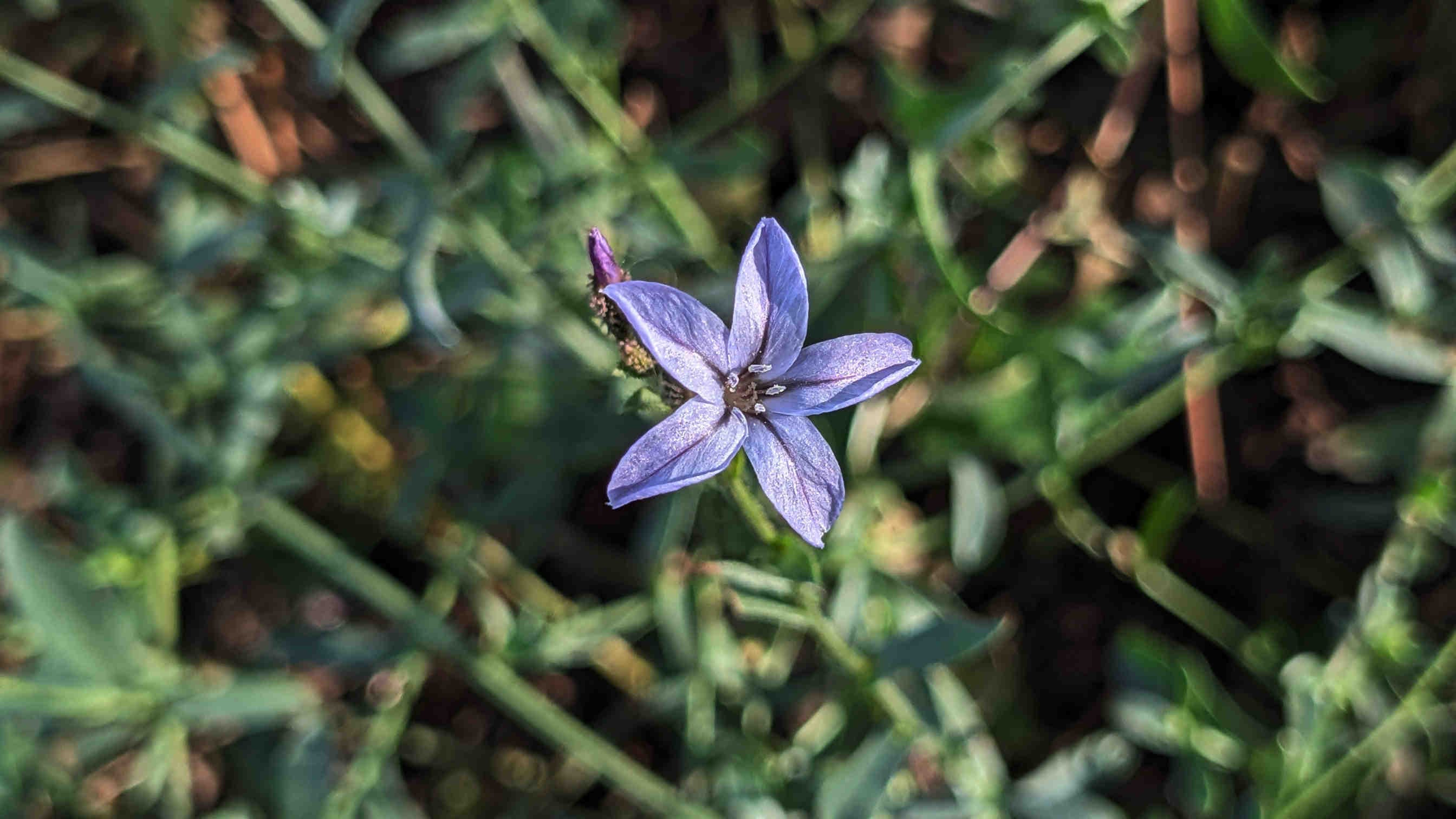 plumbago europaea