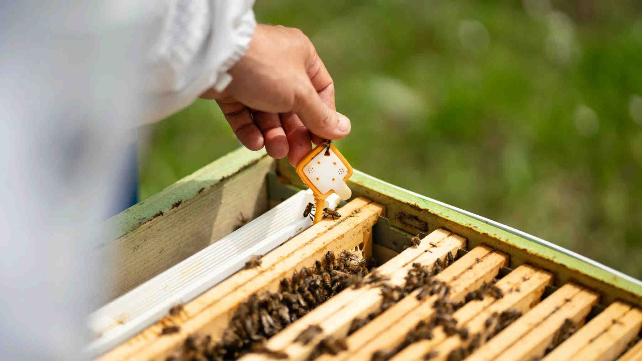 3bee-blog-alveare-tecnologico