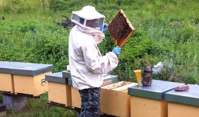 Abeilles et forêts de nectar