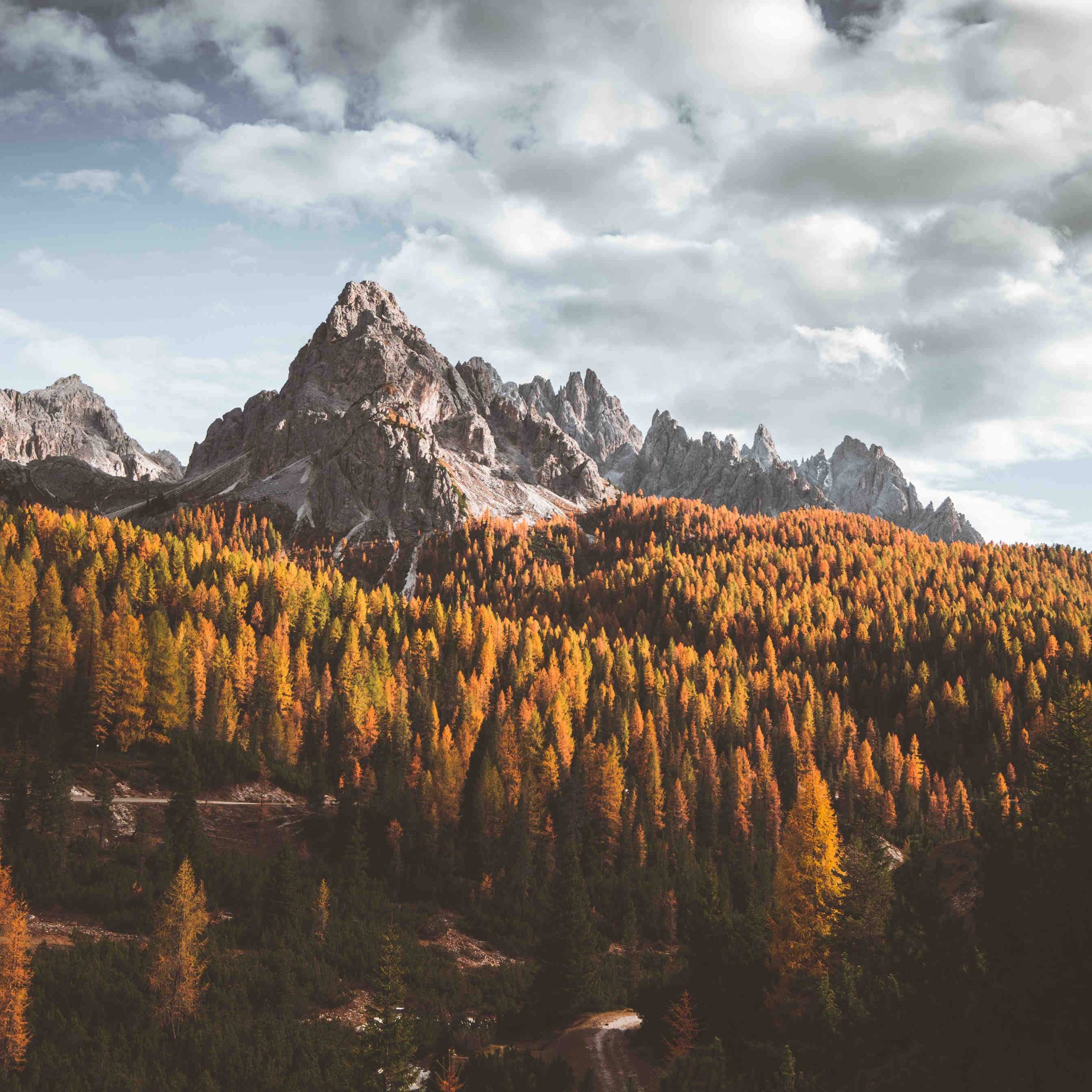Foresta_dolomiti