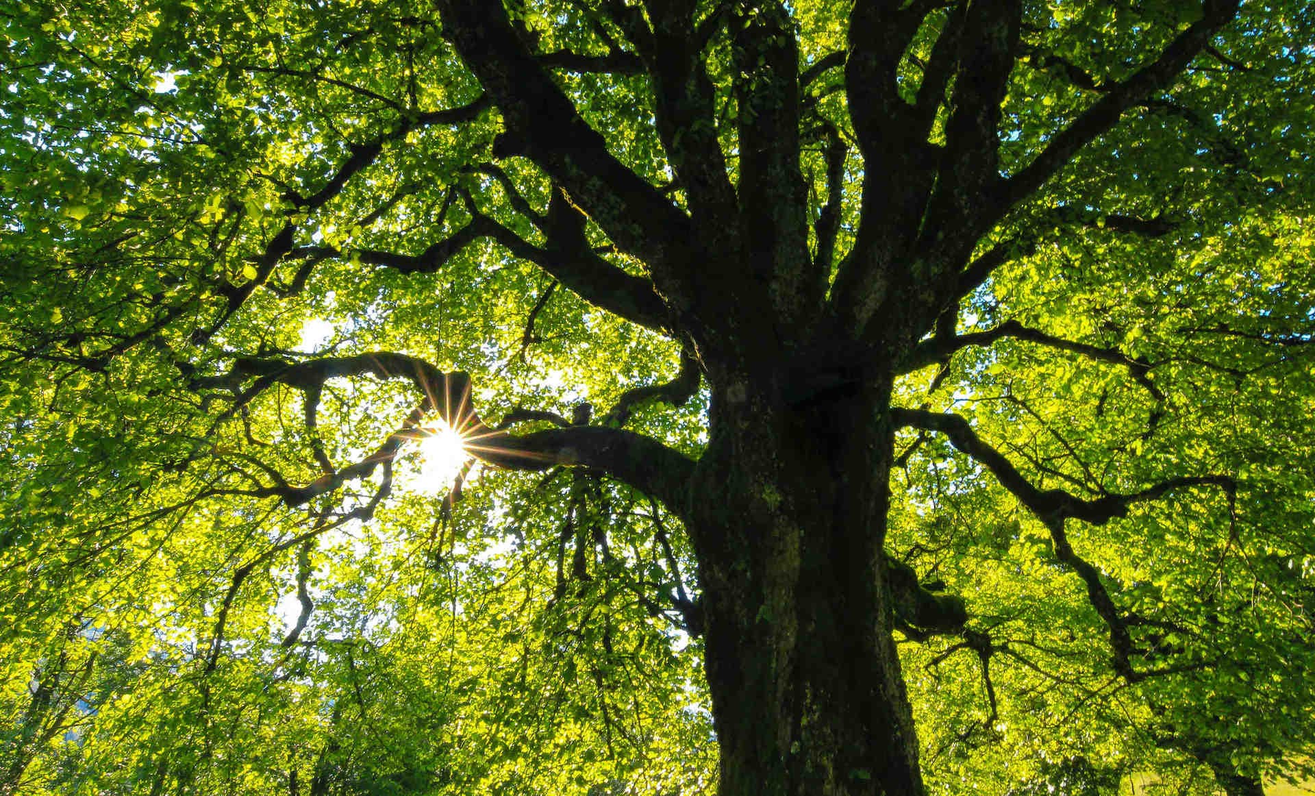 Comment détecter le Green Hushing