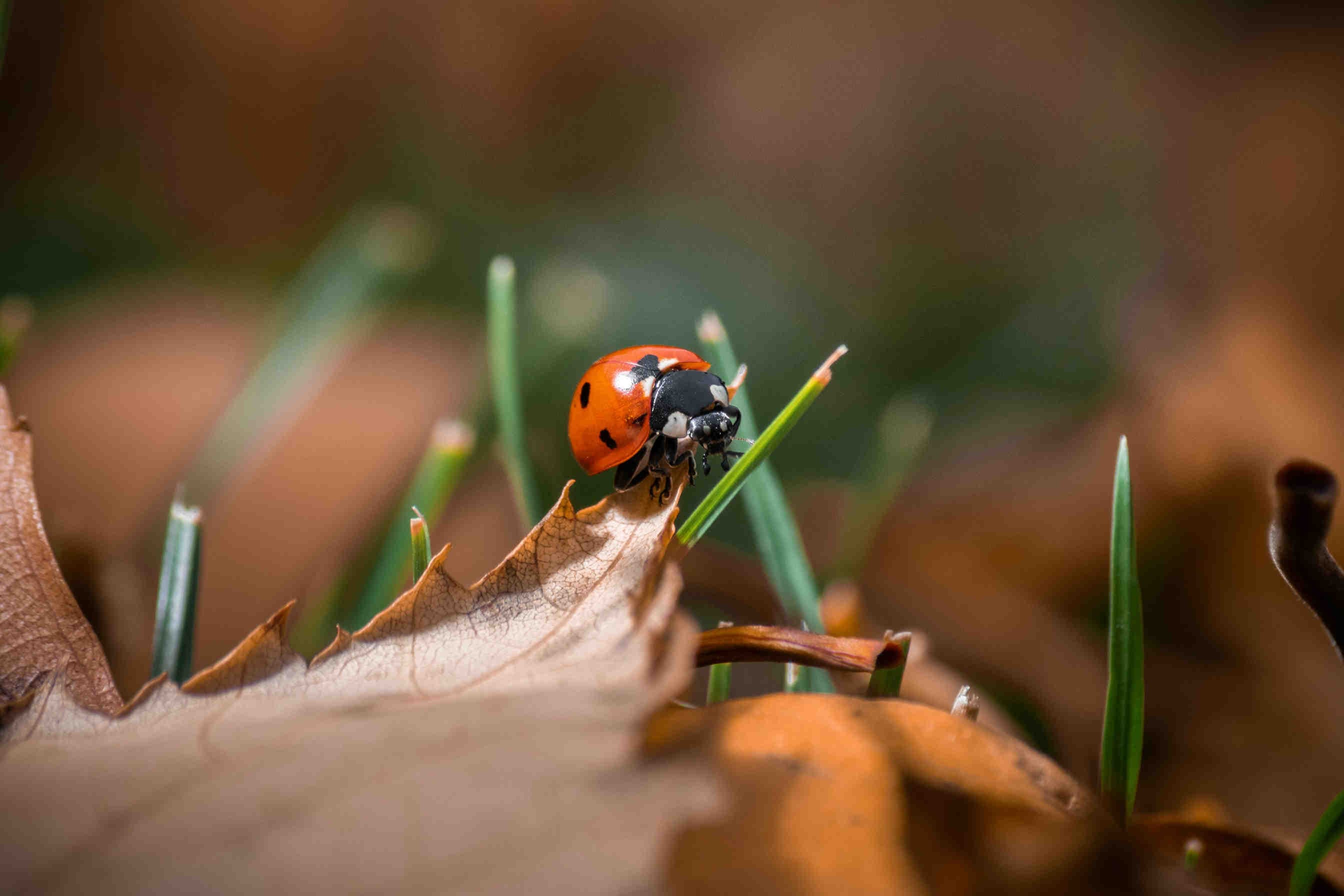 coccinella