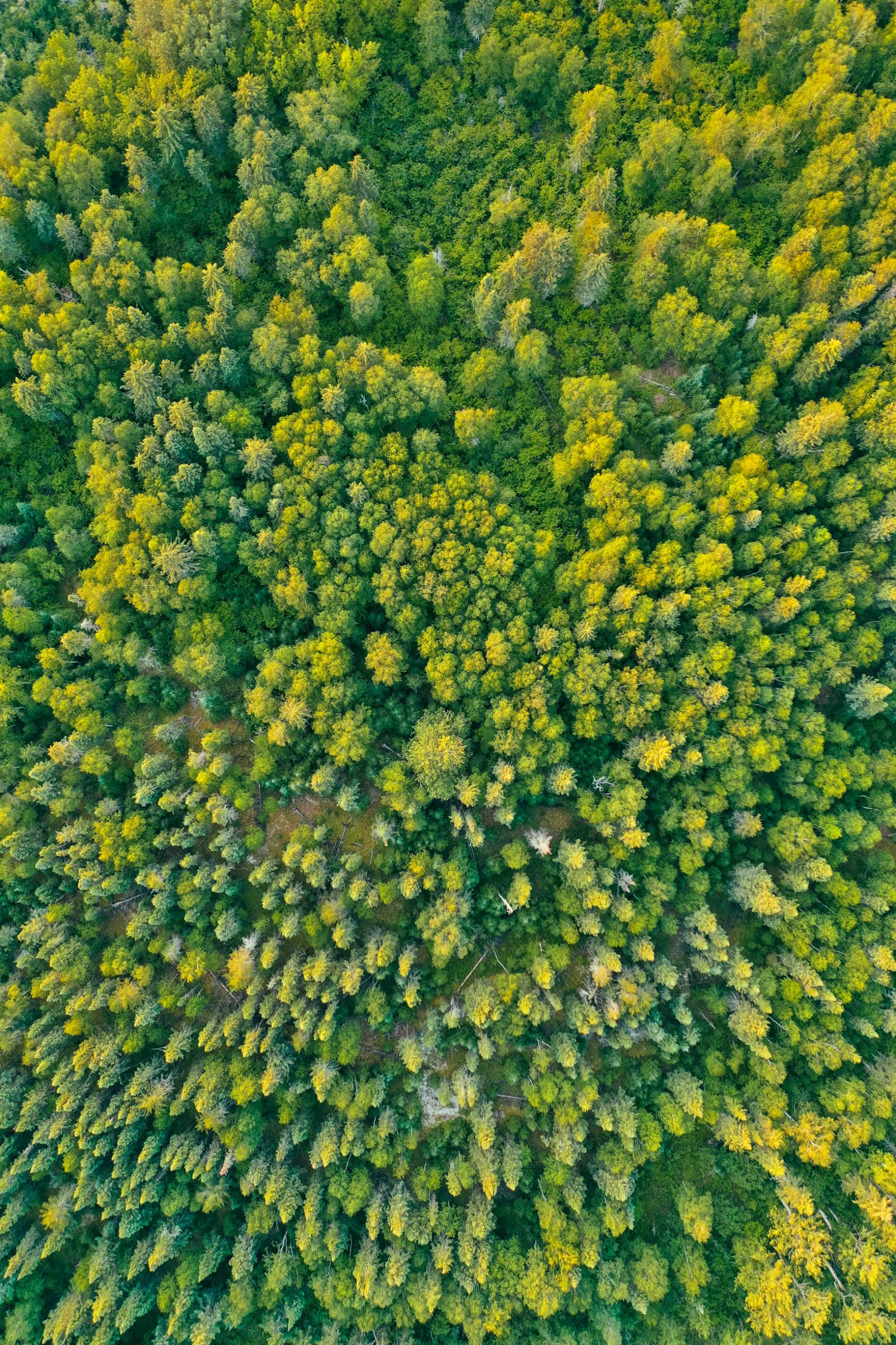 Diversidad de ecosistemas: ejemplos de bosques y océanos