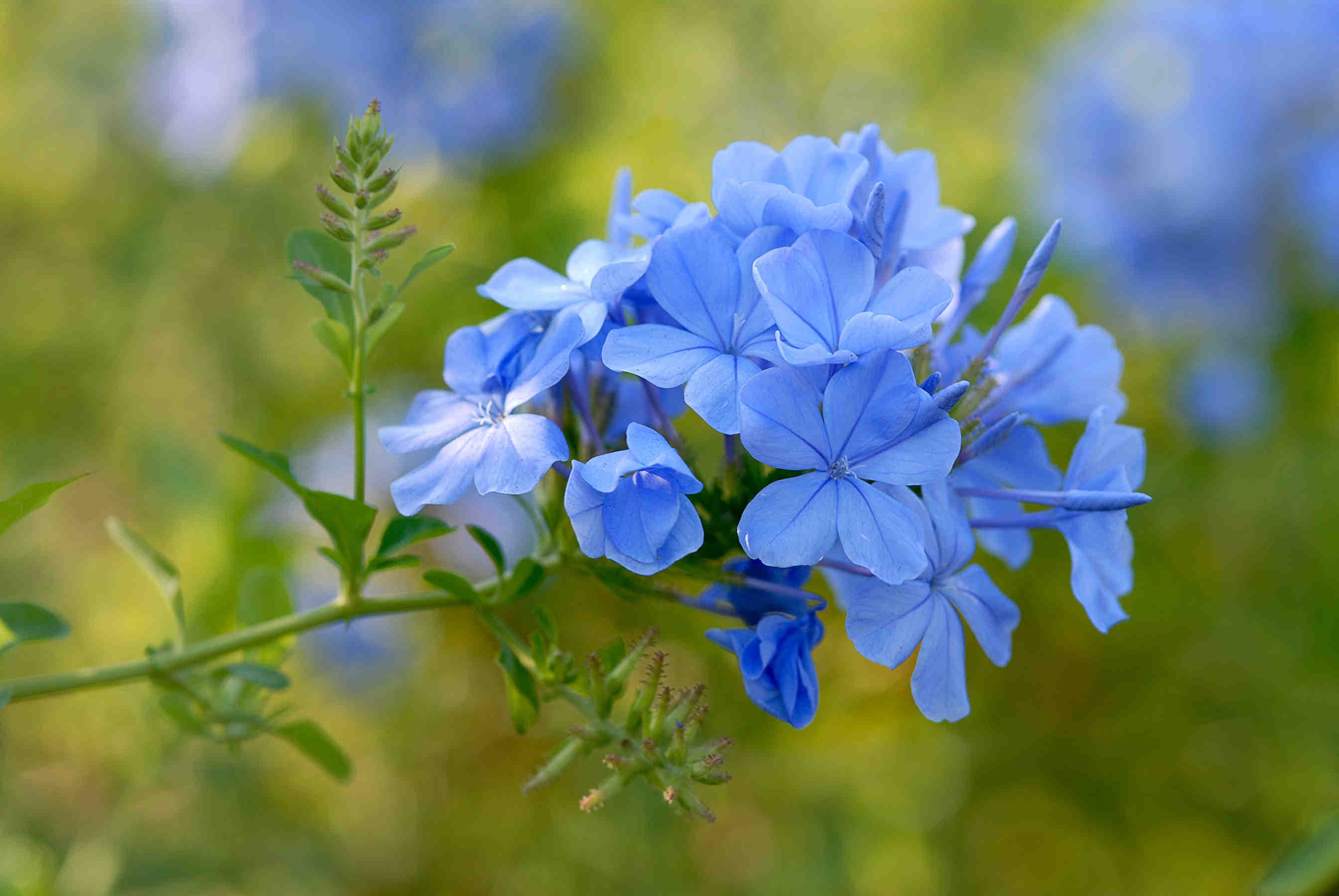 plumbago fiore
