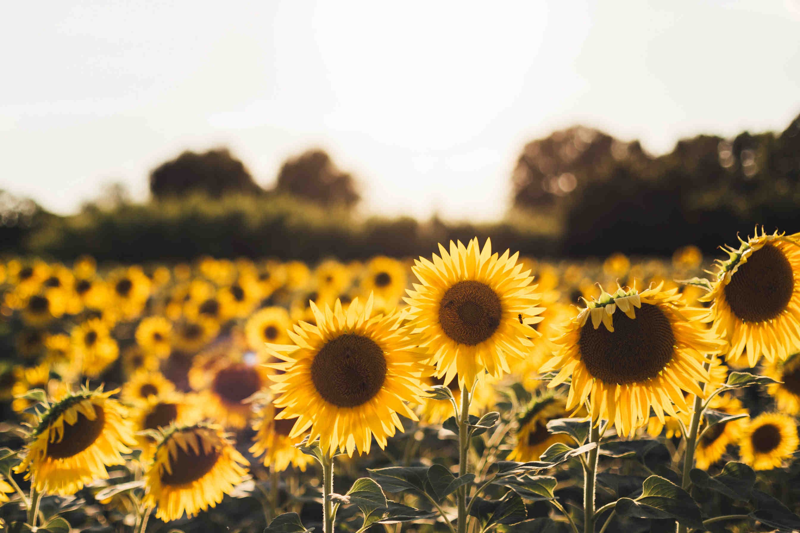 Sunflower honey: what is it and where does it come from?