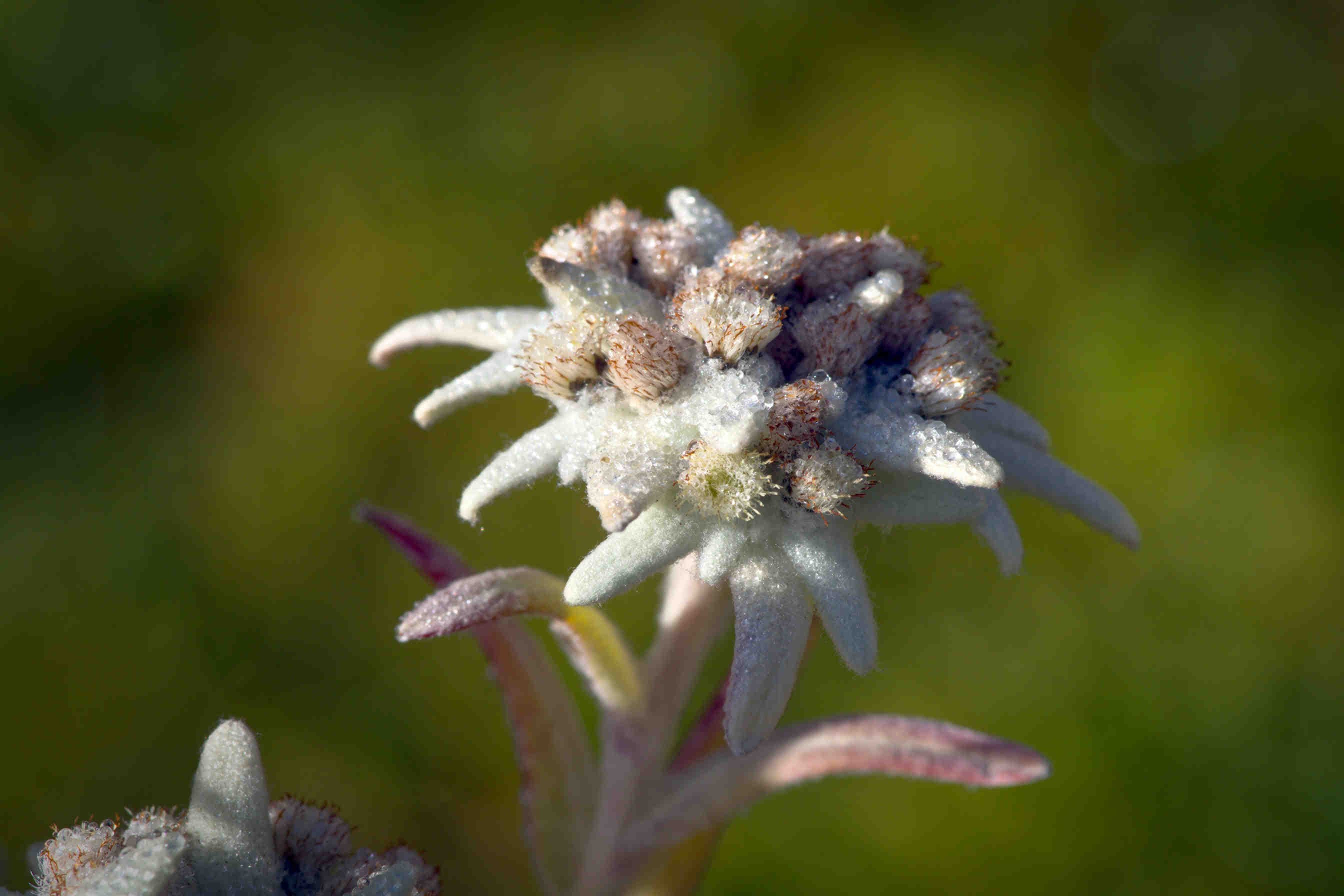 3bee-blog-perche-proteggere-la-stella-alpina-tutela-le-alpi