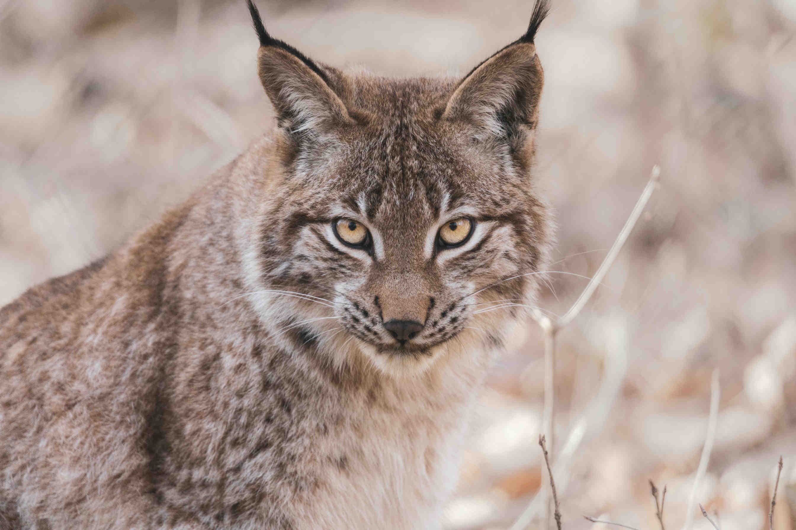 Progetti attuali e futuri per la reintroduzione della lince
