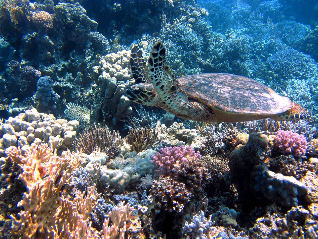 barriere coralline habitat cruciali