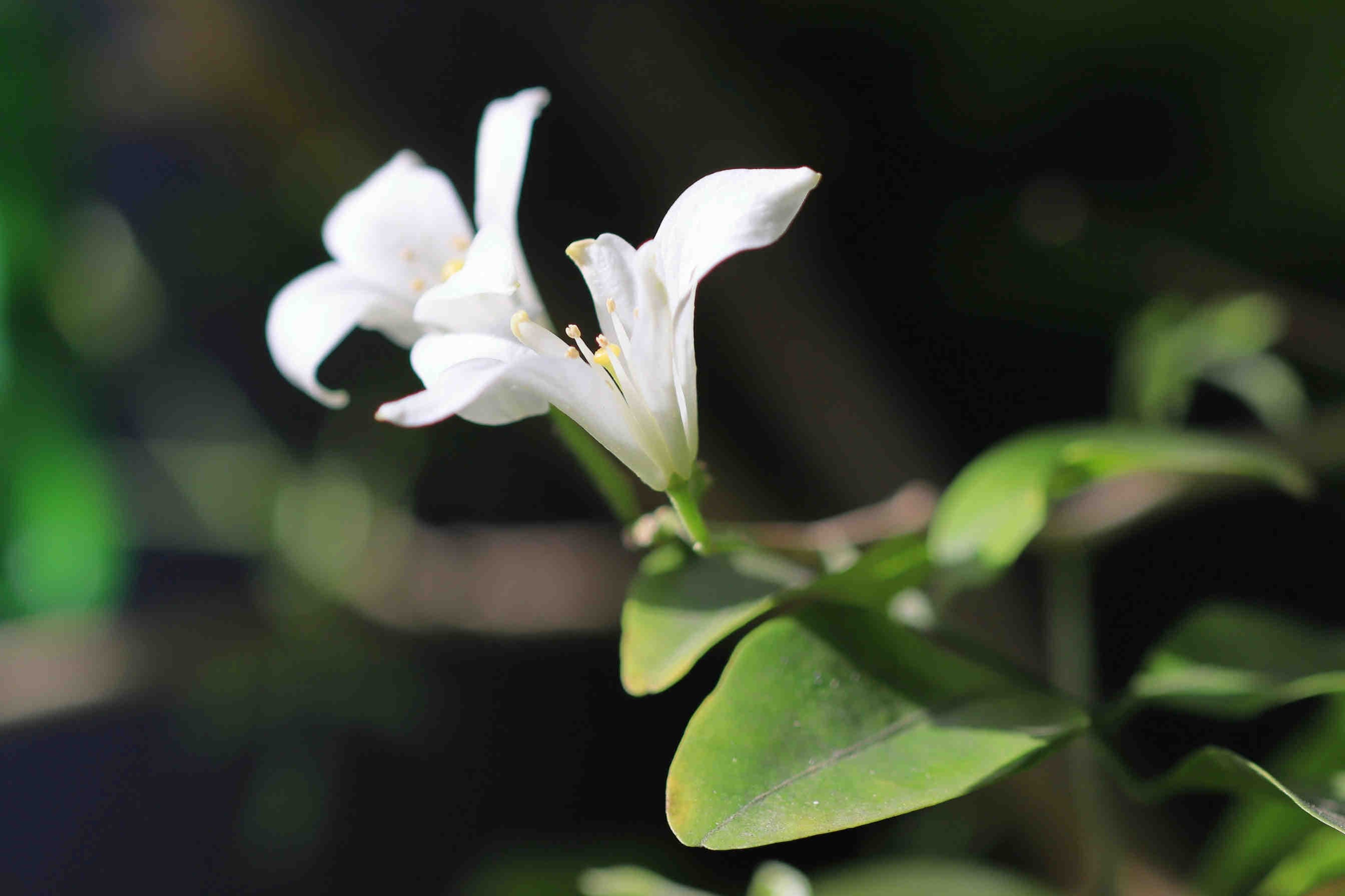 Cos'è il gelsomino? Un fiore profumato e versatile