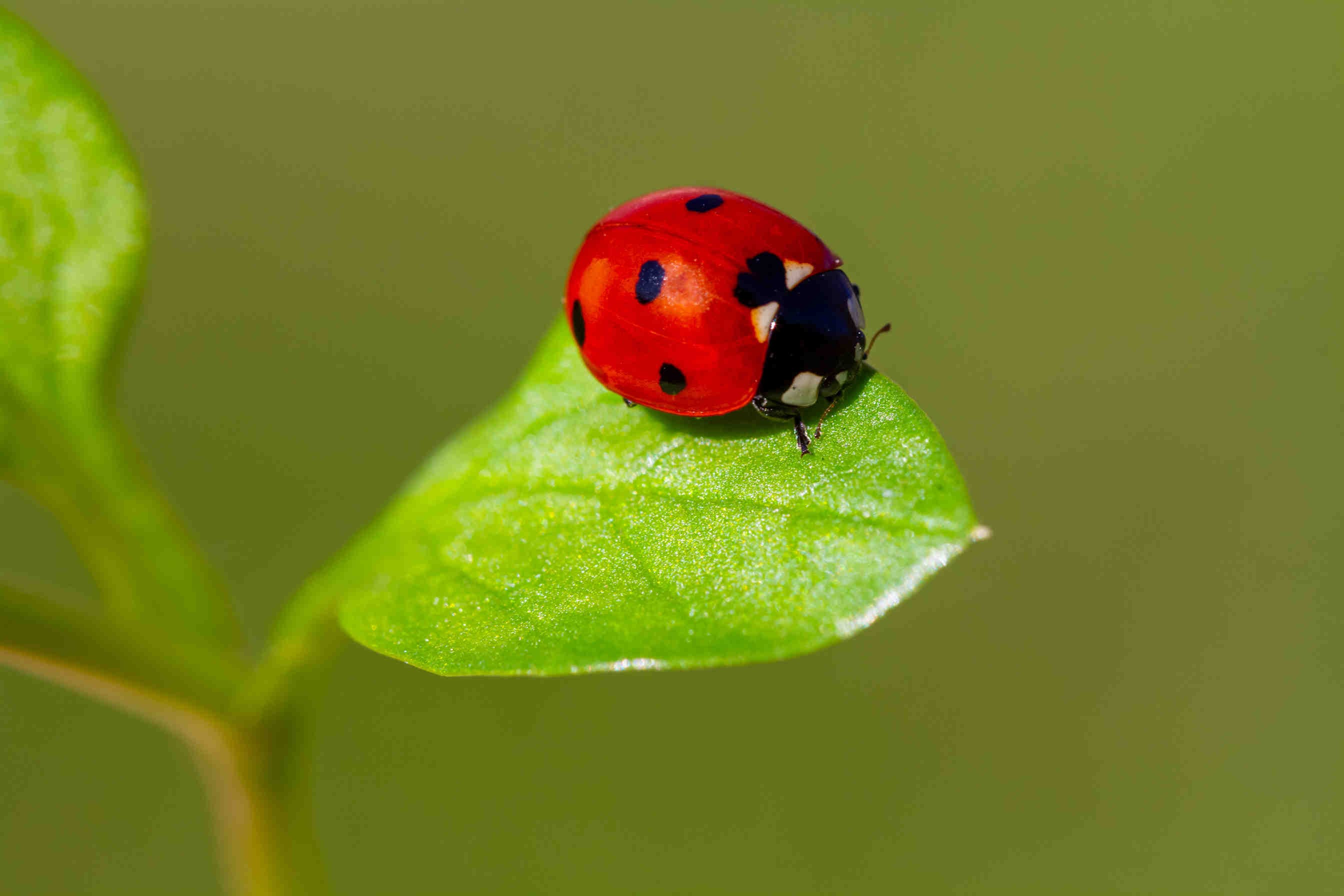 Mariquitas: pequeñas heroínas de la biodiversidad
