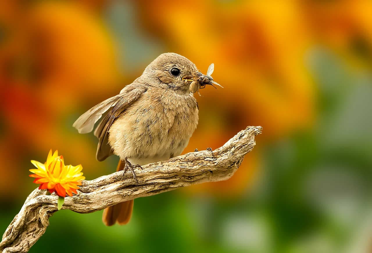 songbird with caught fly