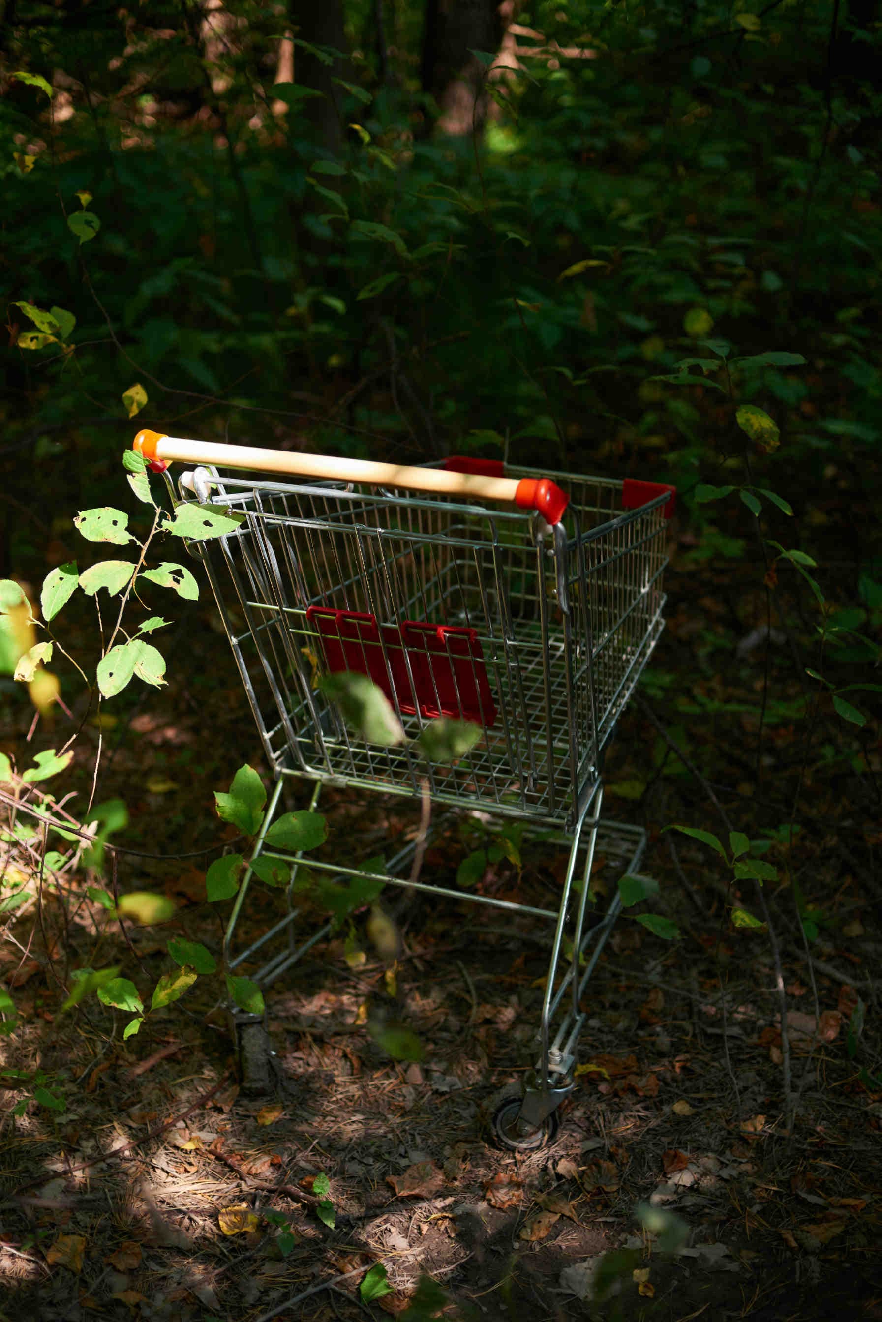Shopping trolley in a forest