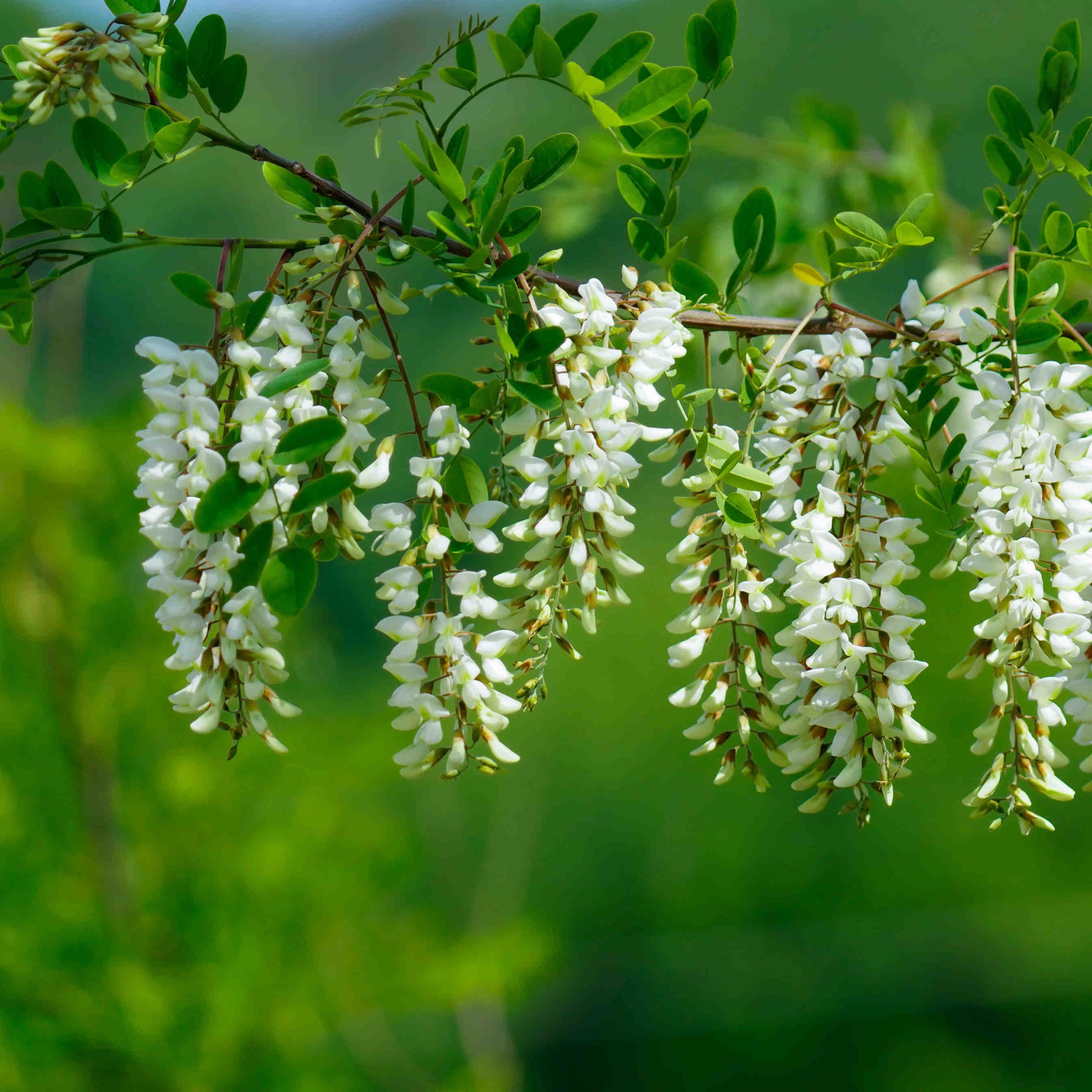 robinia pseudoacacia