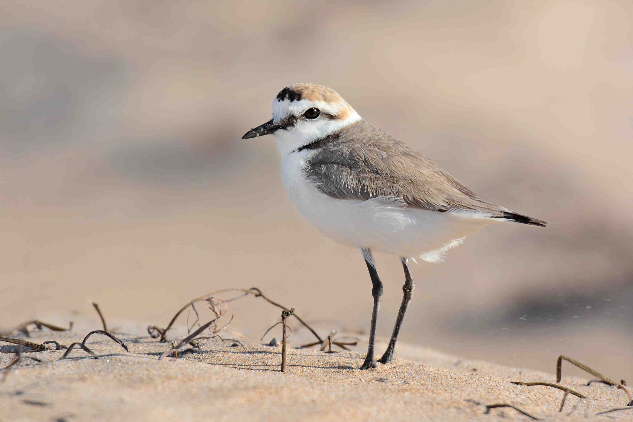 Biodiversità: le specie endemiche a rischio in Italia