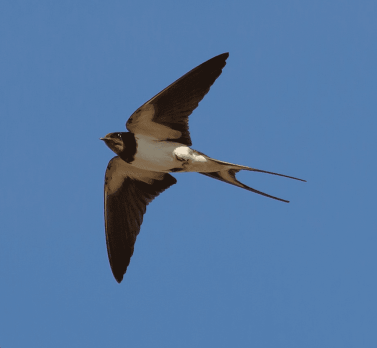 Die Auswirkungen des Klimawandels auf britische Zugvögel