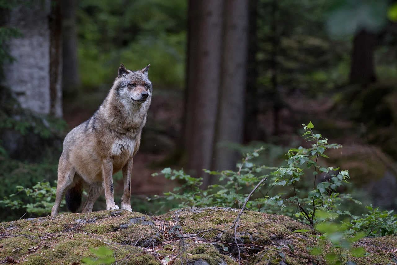 Wolf