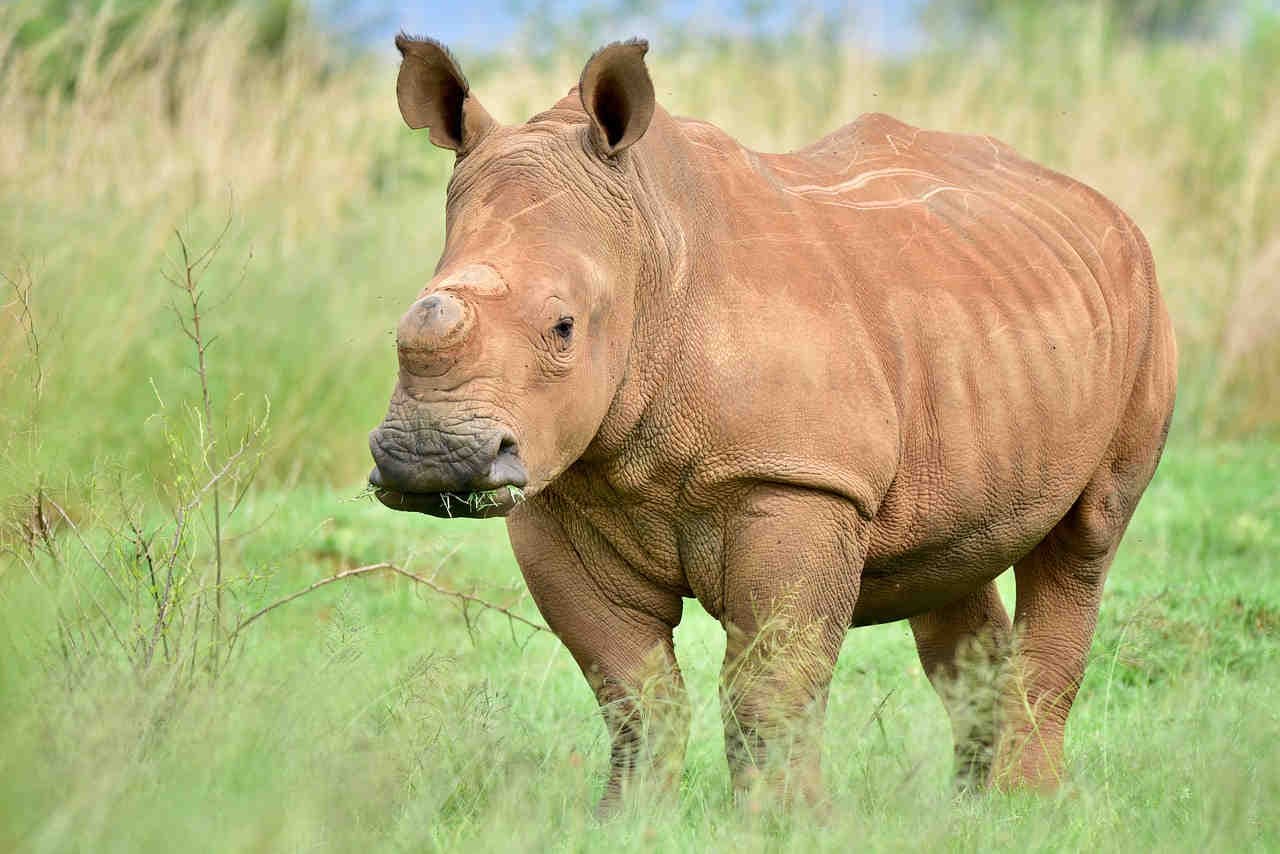 Perché gli animali si estinguono? Le principali cause
