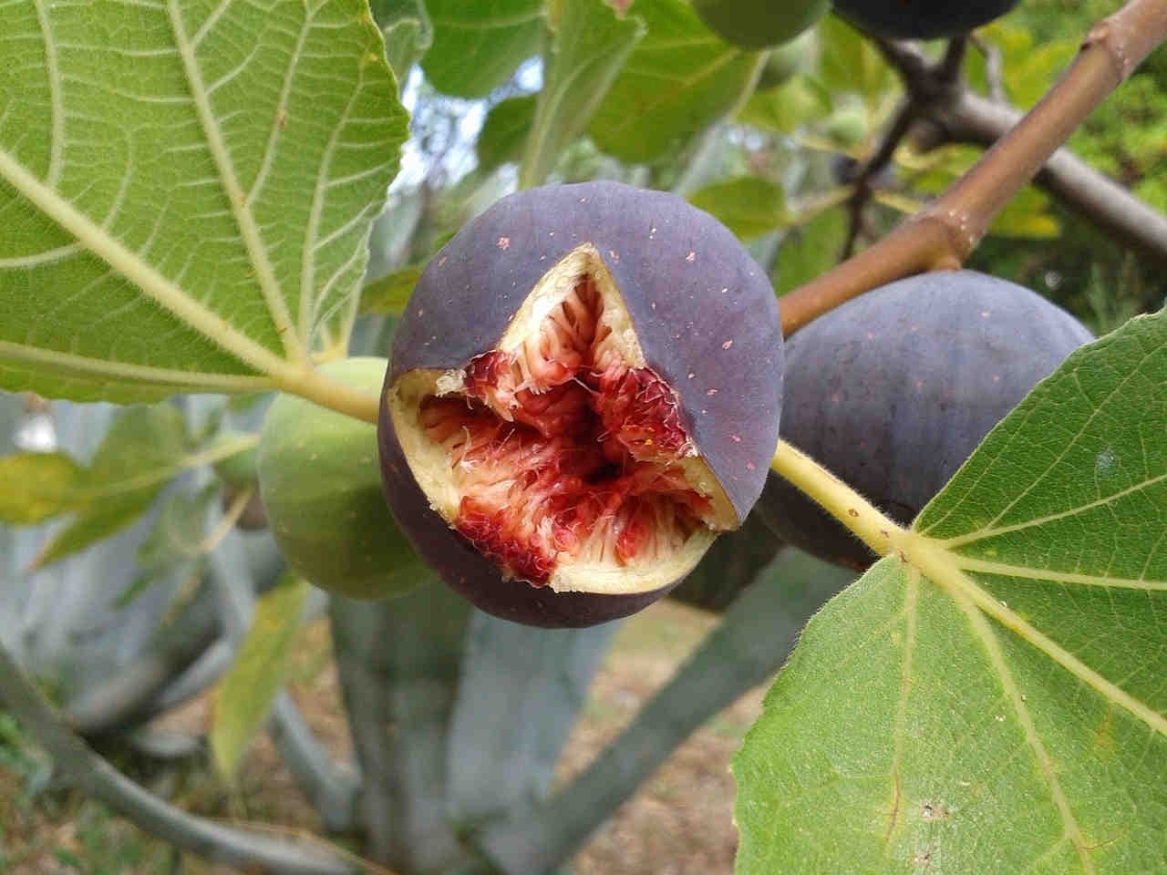 Frutto di fico