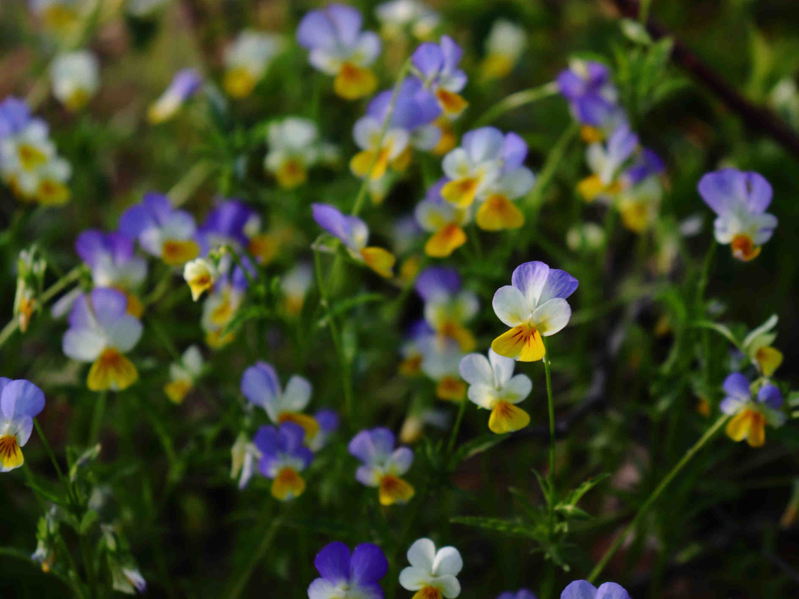 L'evoluzione dei fiori verso l'autoimpollinazione