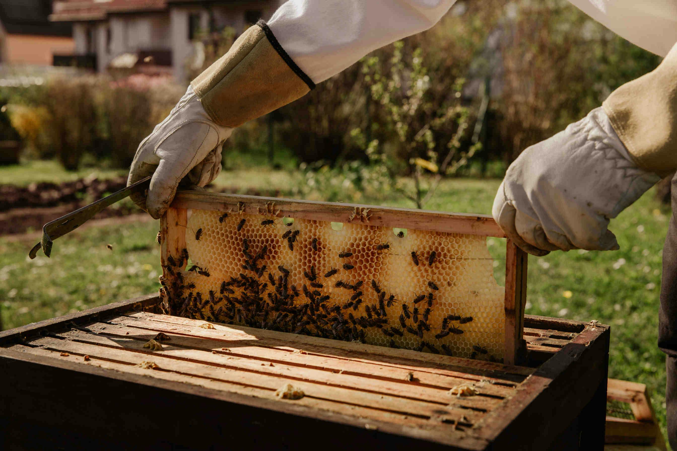 Dans le rucher en octobre et novembre: que fait l'apiculteur