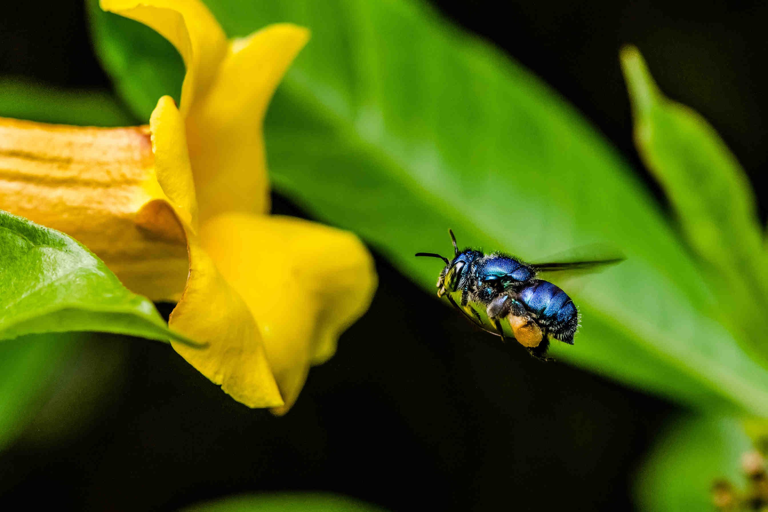 Le api delle orchidee, le impollinatrici tropicali da proteggere