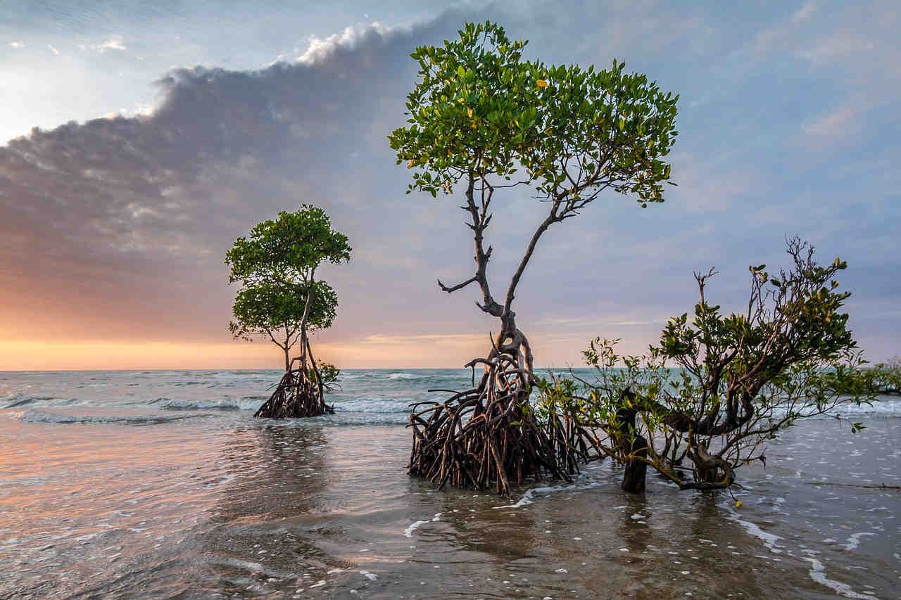 mangroves