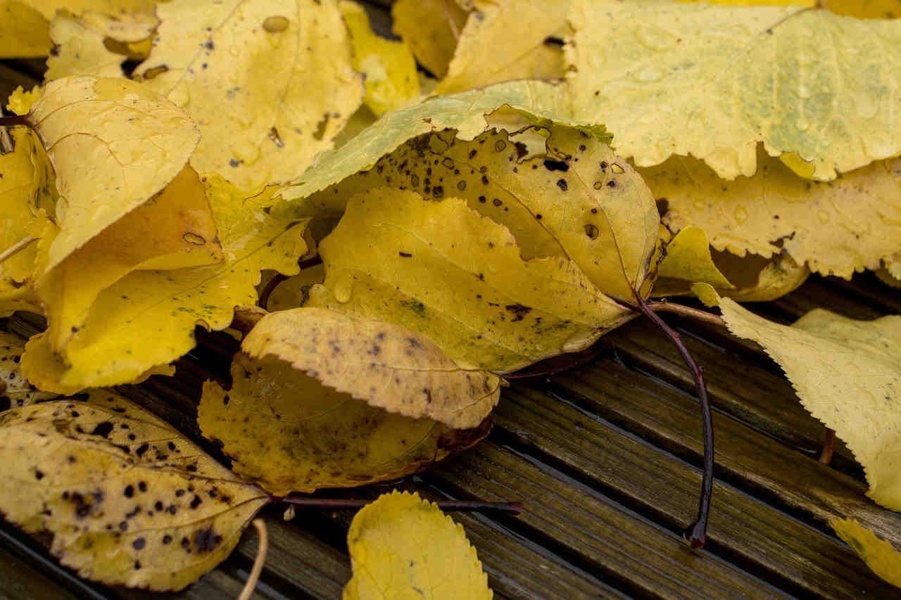 riciclo nutrienti senescenza fogliare