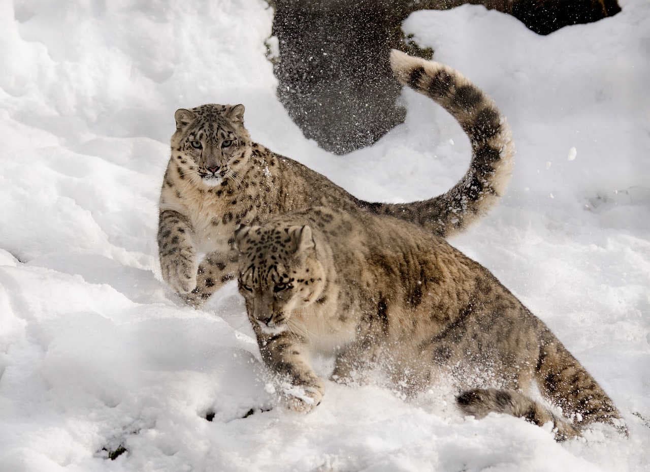 giornata internazionale leopardo delle nevi