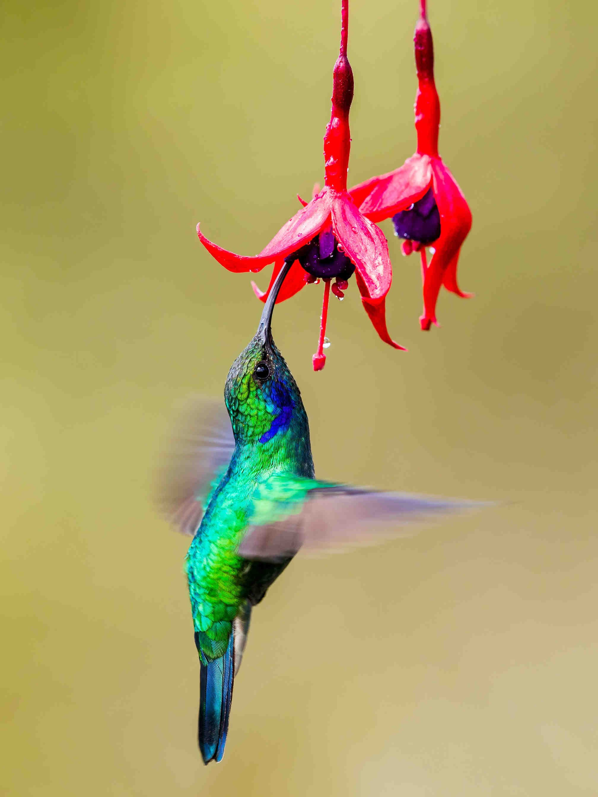 colibrì