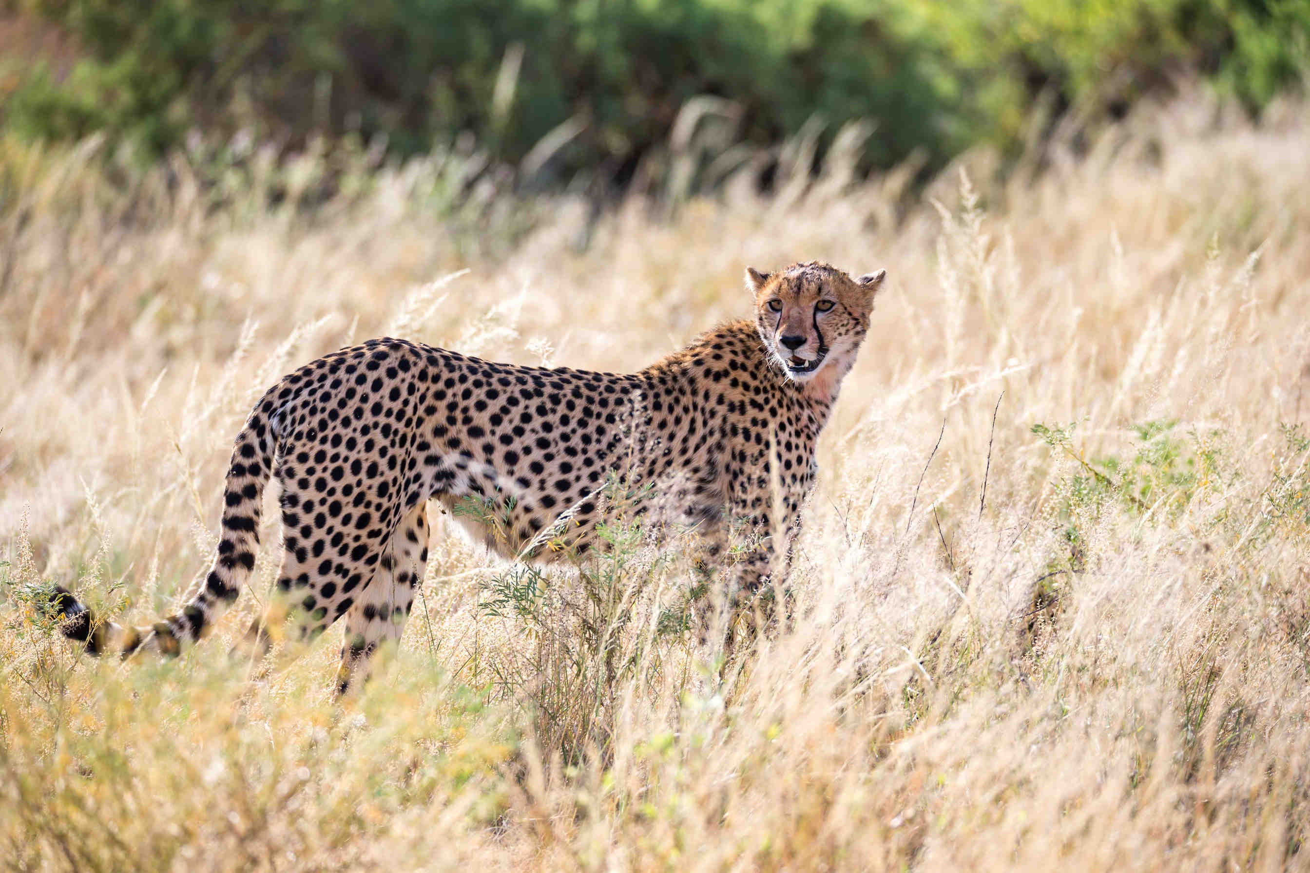 4 December is International Cheetah Day