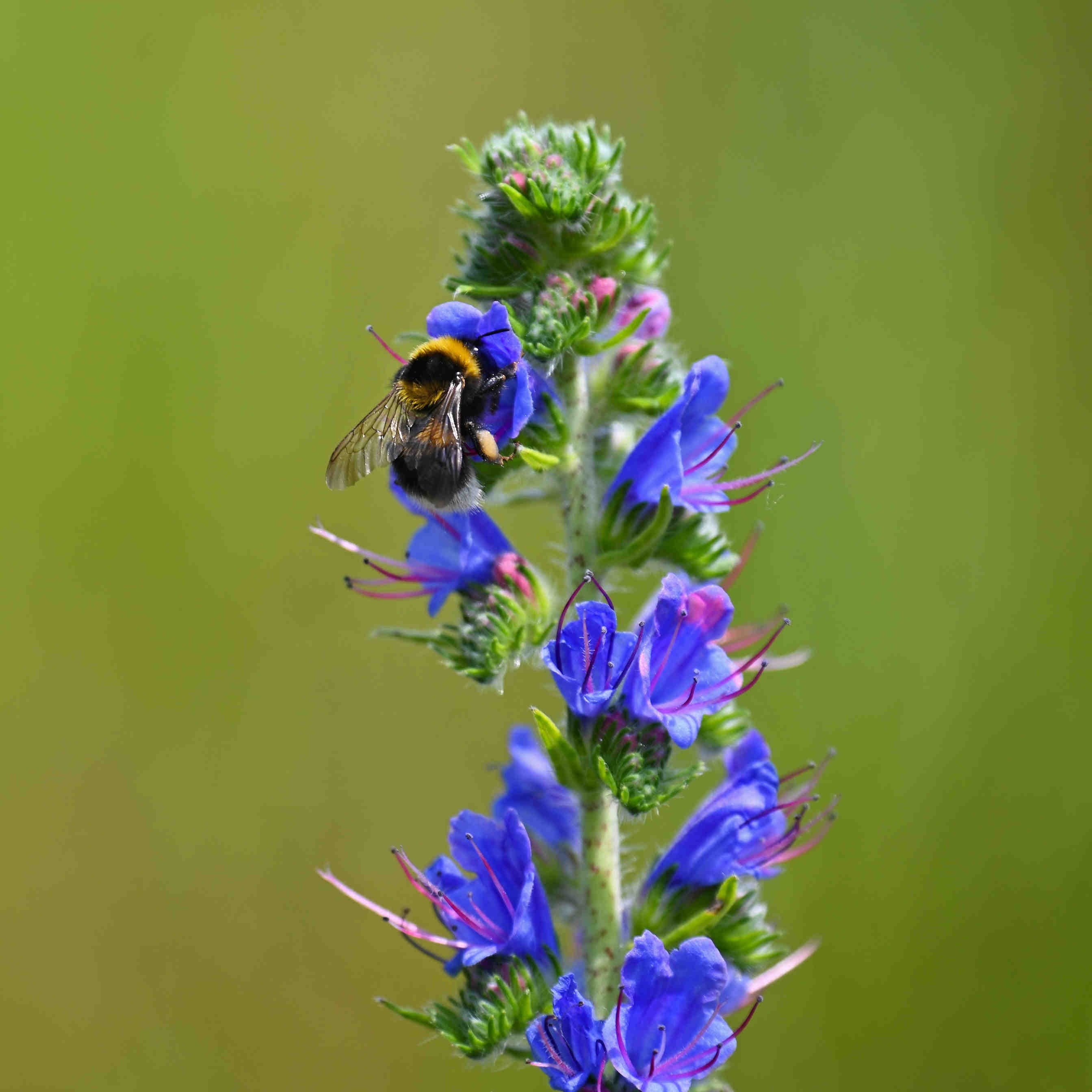 impollinazione