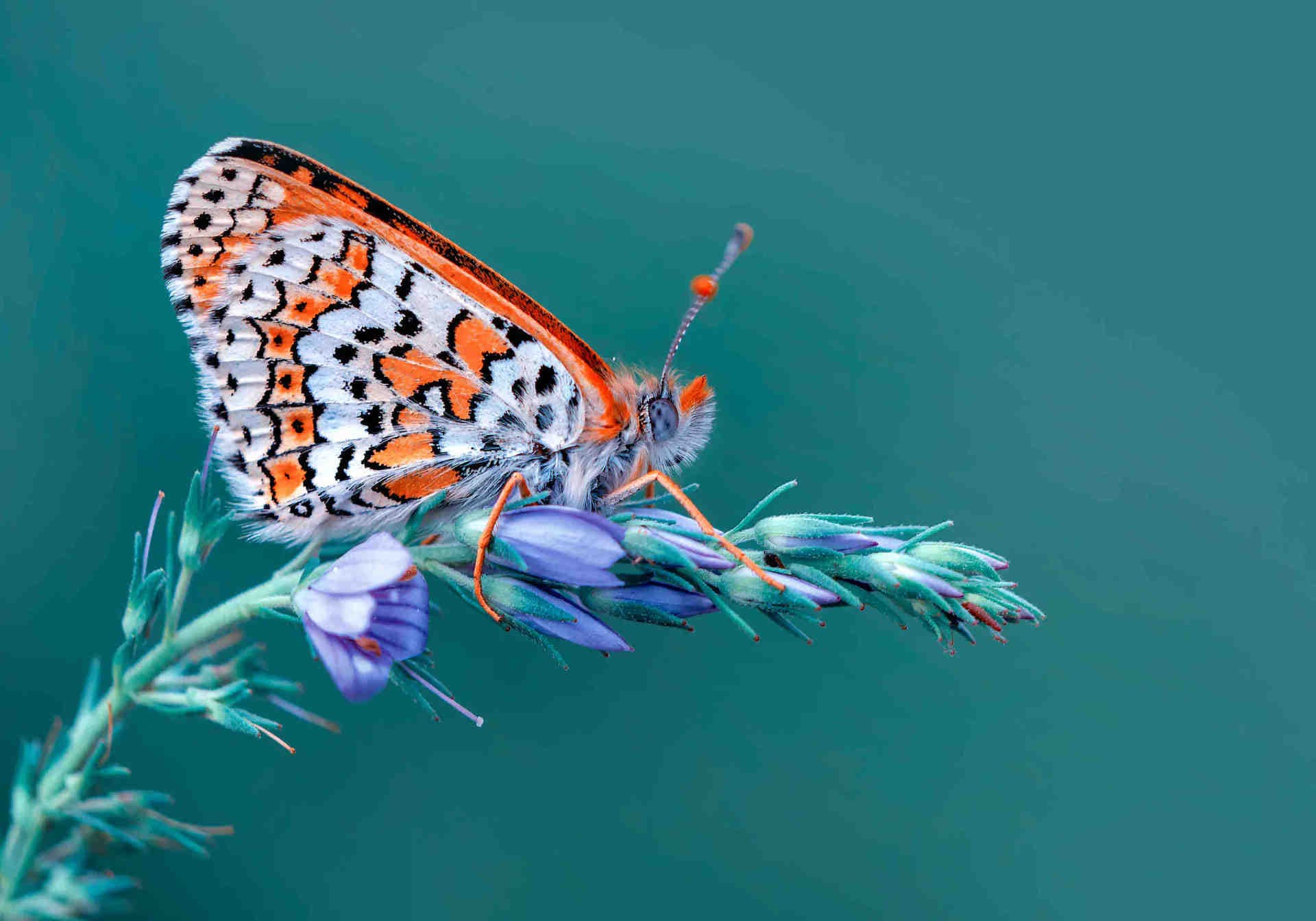 Papillons