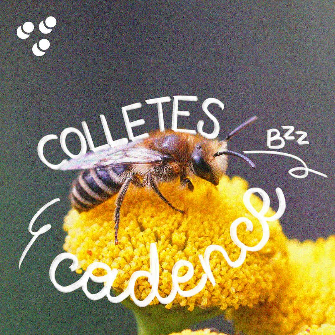 Colletes Cadence - Colletes Daviesanus