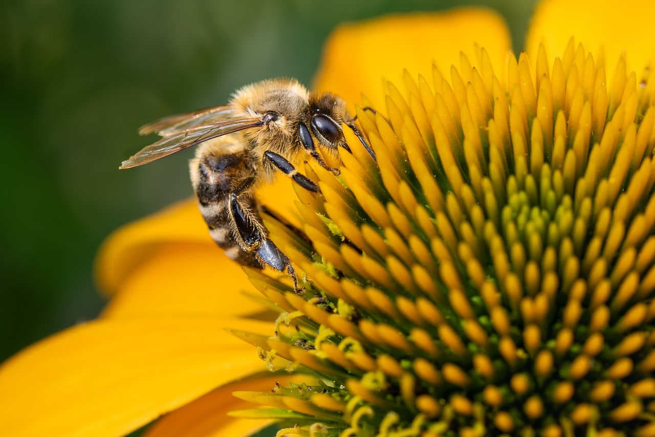 ape mellifera biondicatore