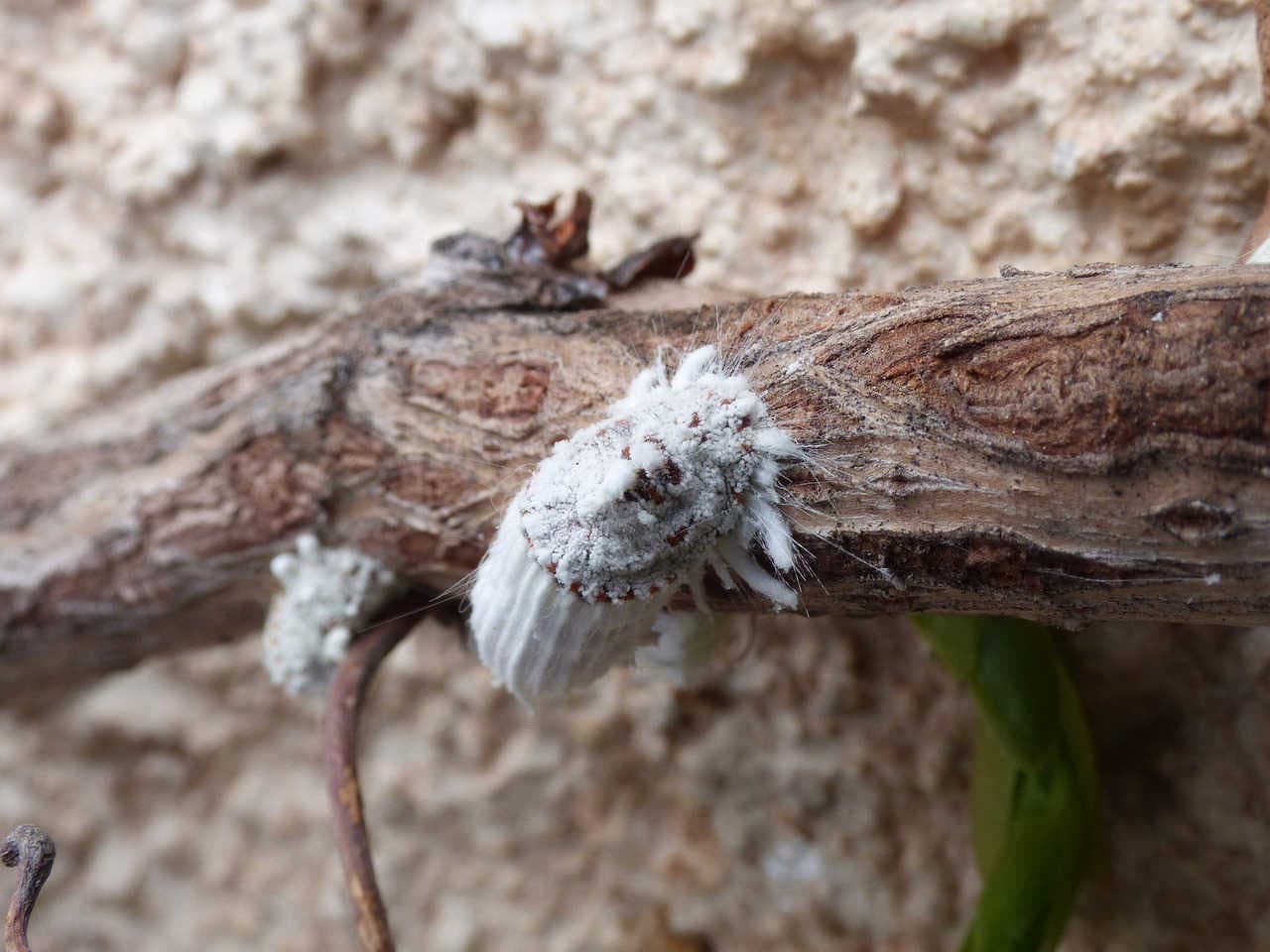 cocciniglie insetti fitofagi e fitomizi