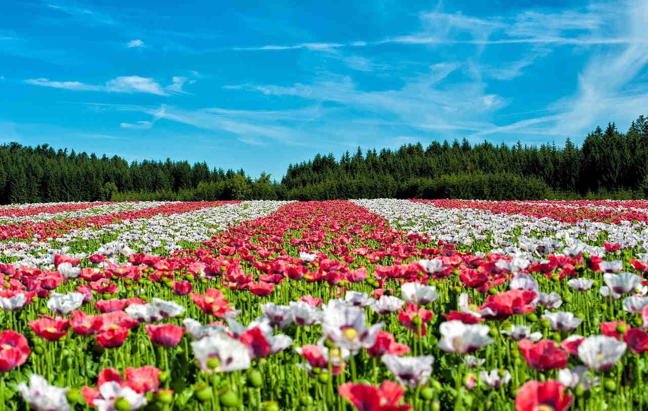 3Bee Oases: technology for biodiversity monitoring