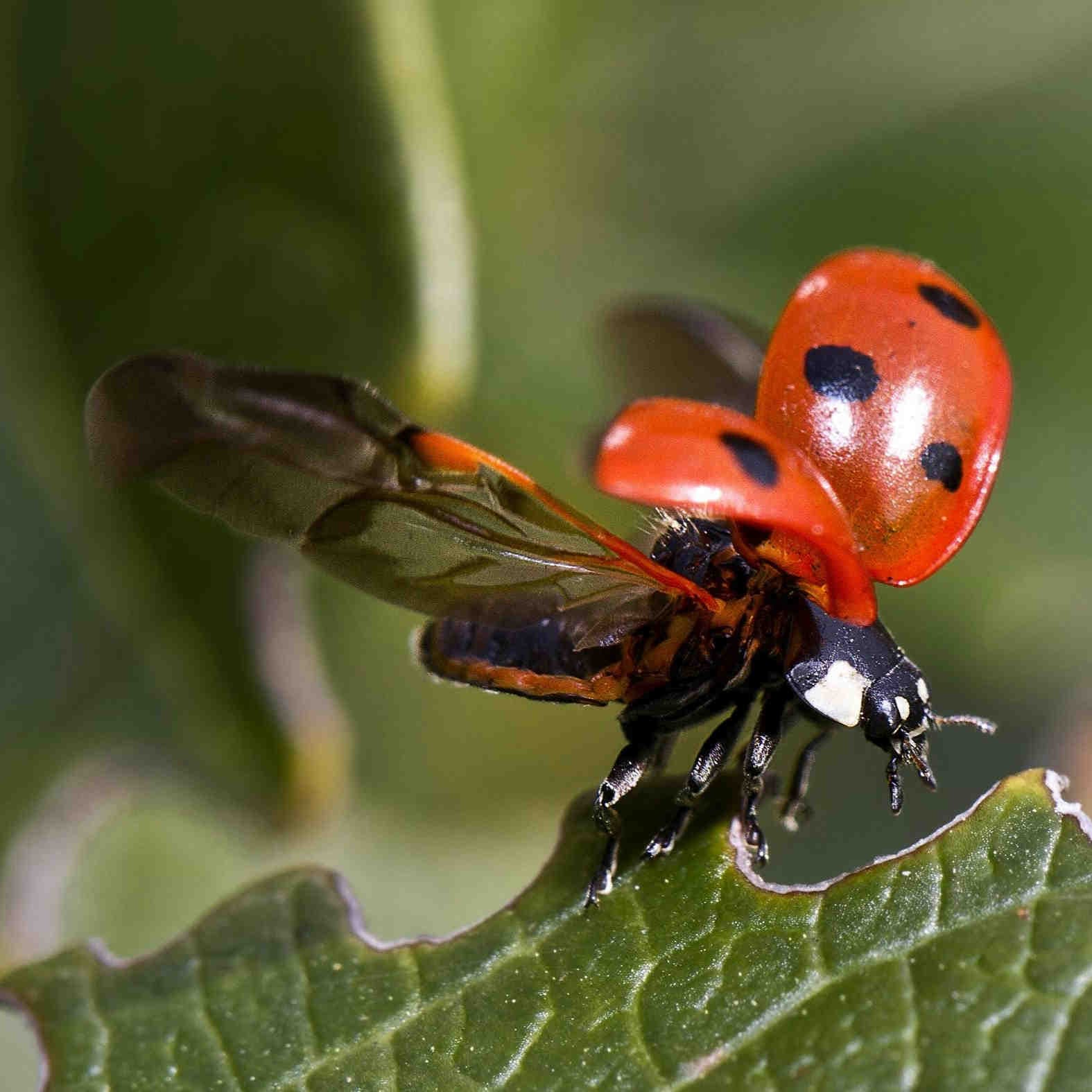 coccinella ali
