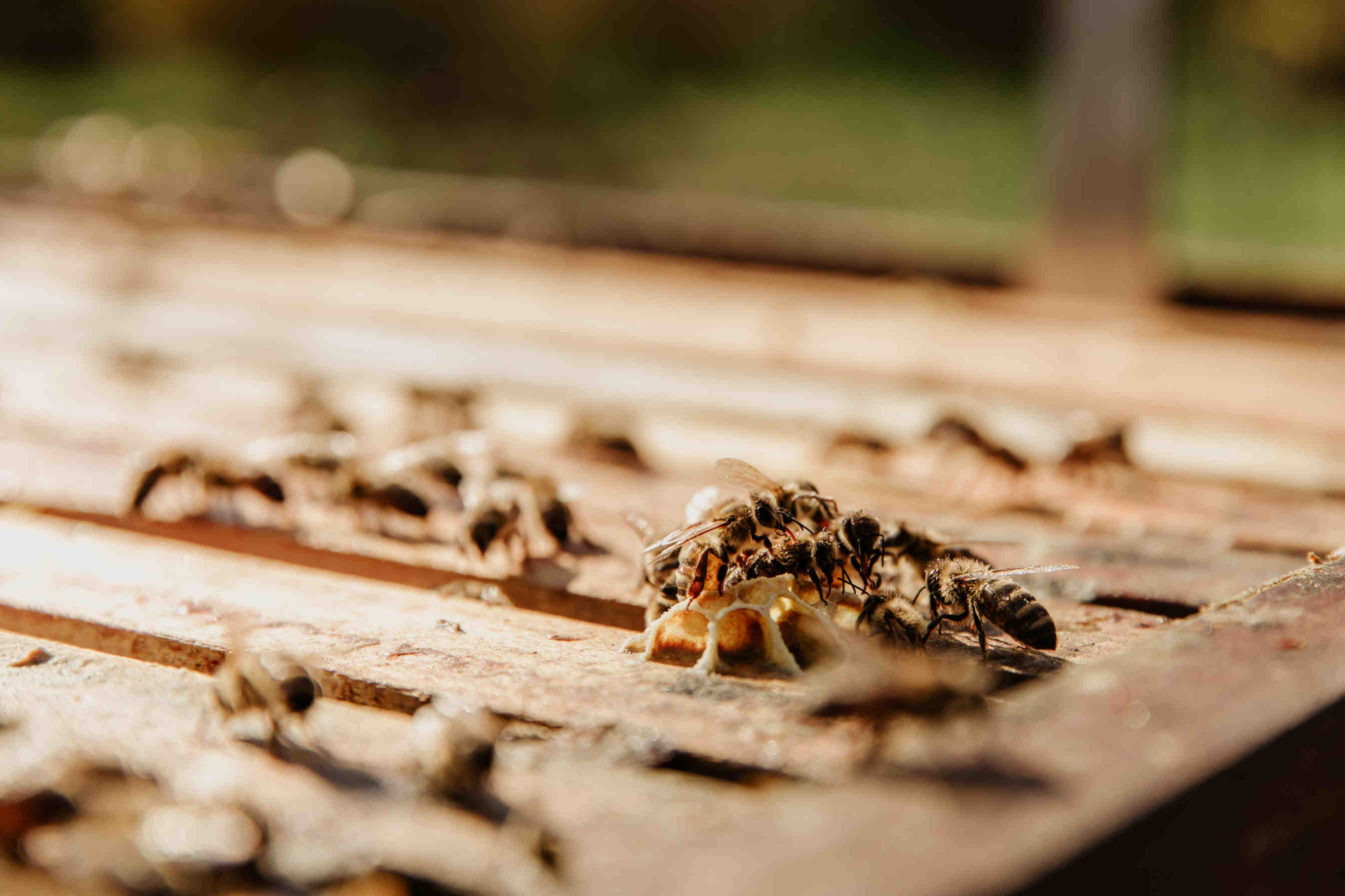 Introducción: la misión de 3Bee