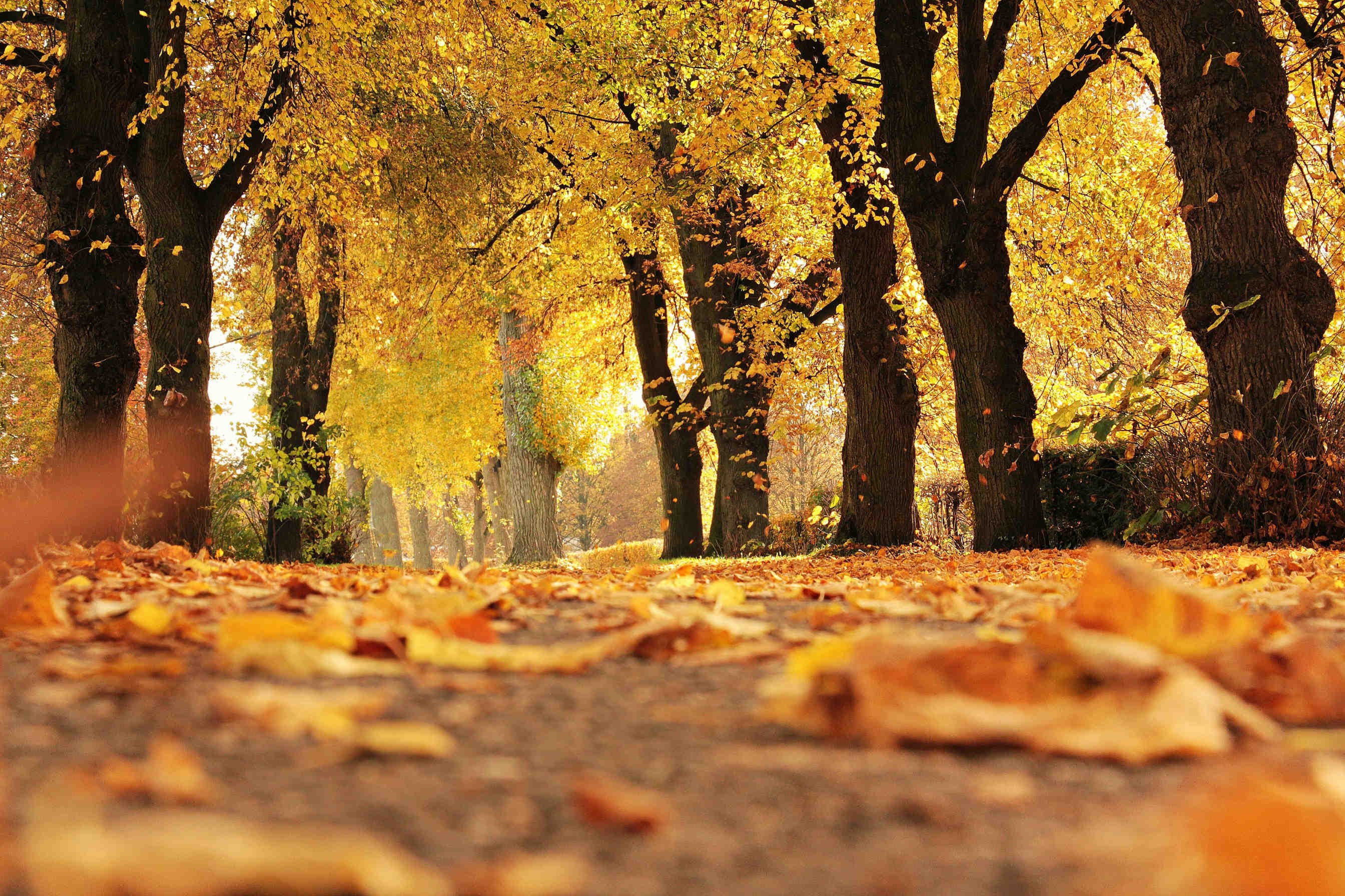 cambiamento climatico e foliage