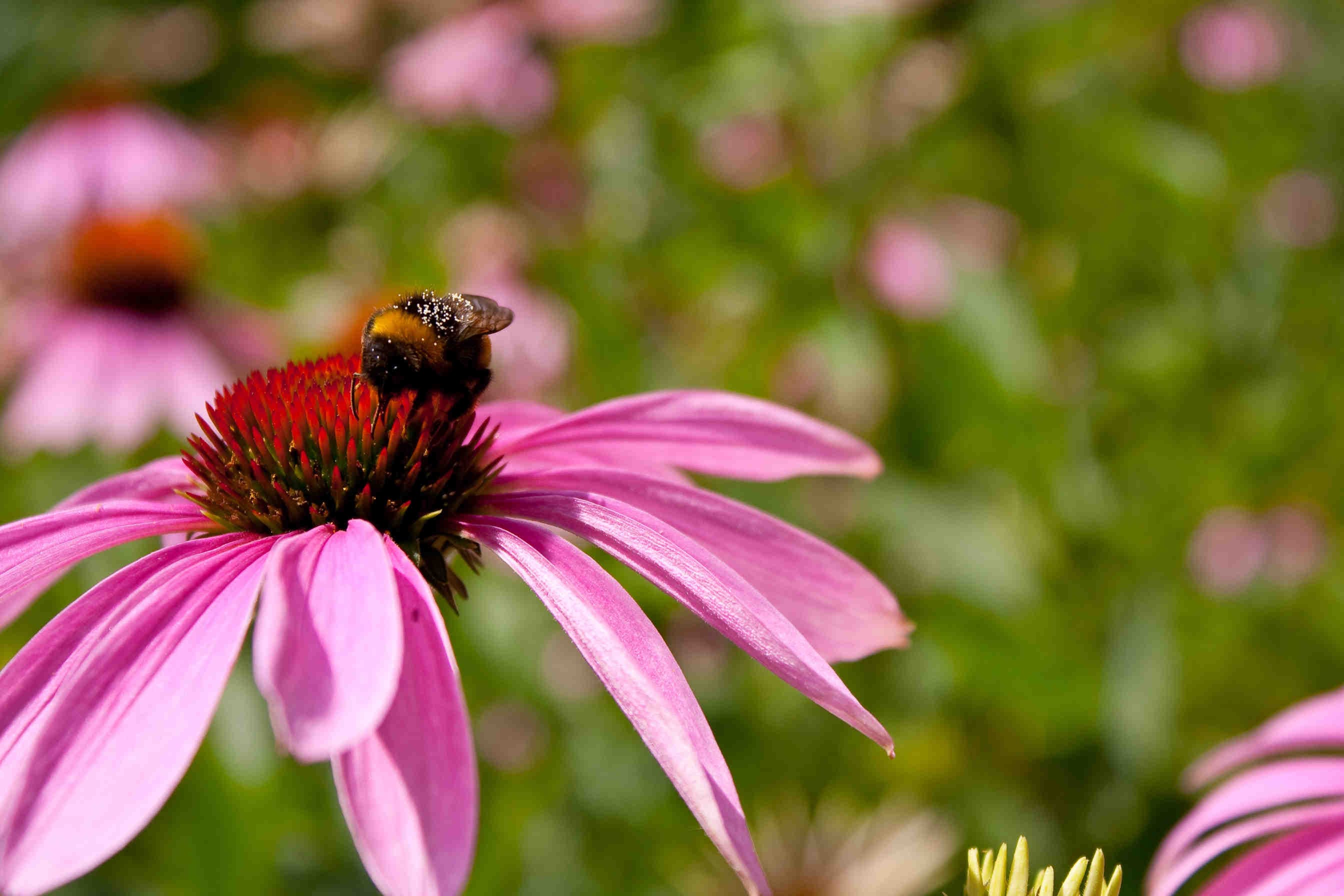 bombo su fiore